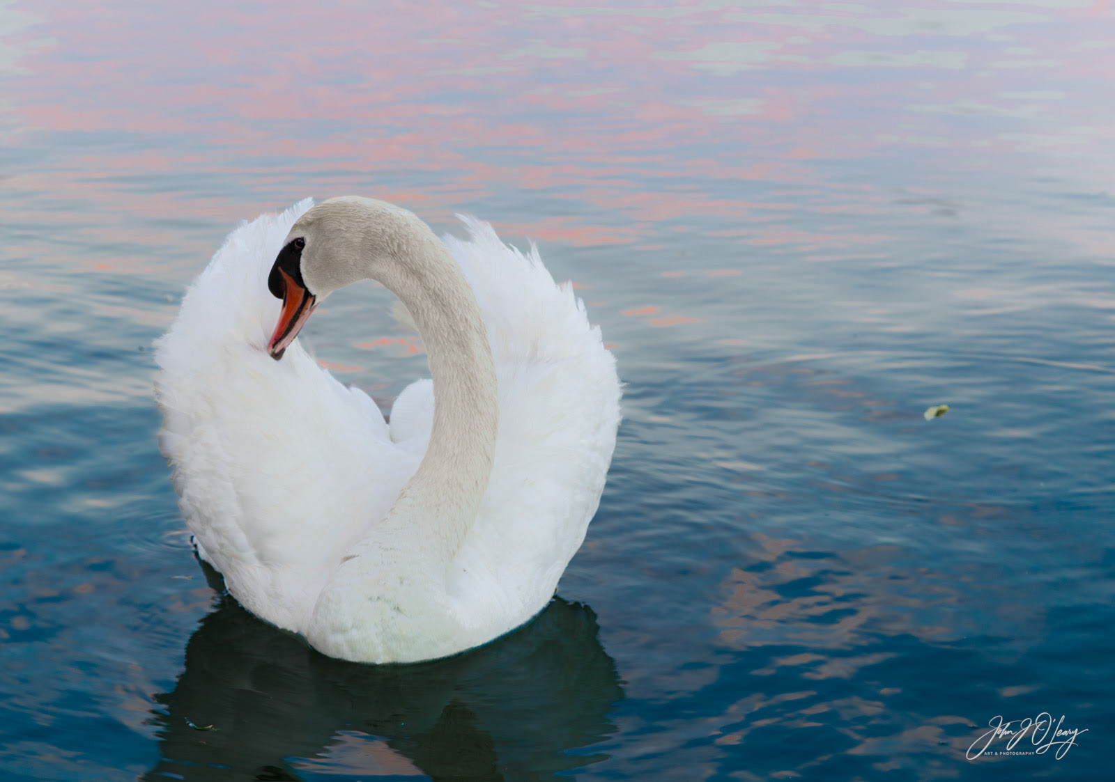 SWAN PREENING | ARIZONA