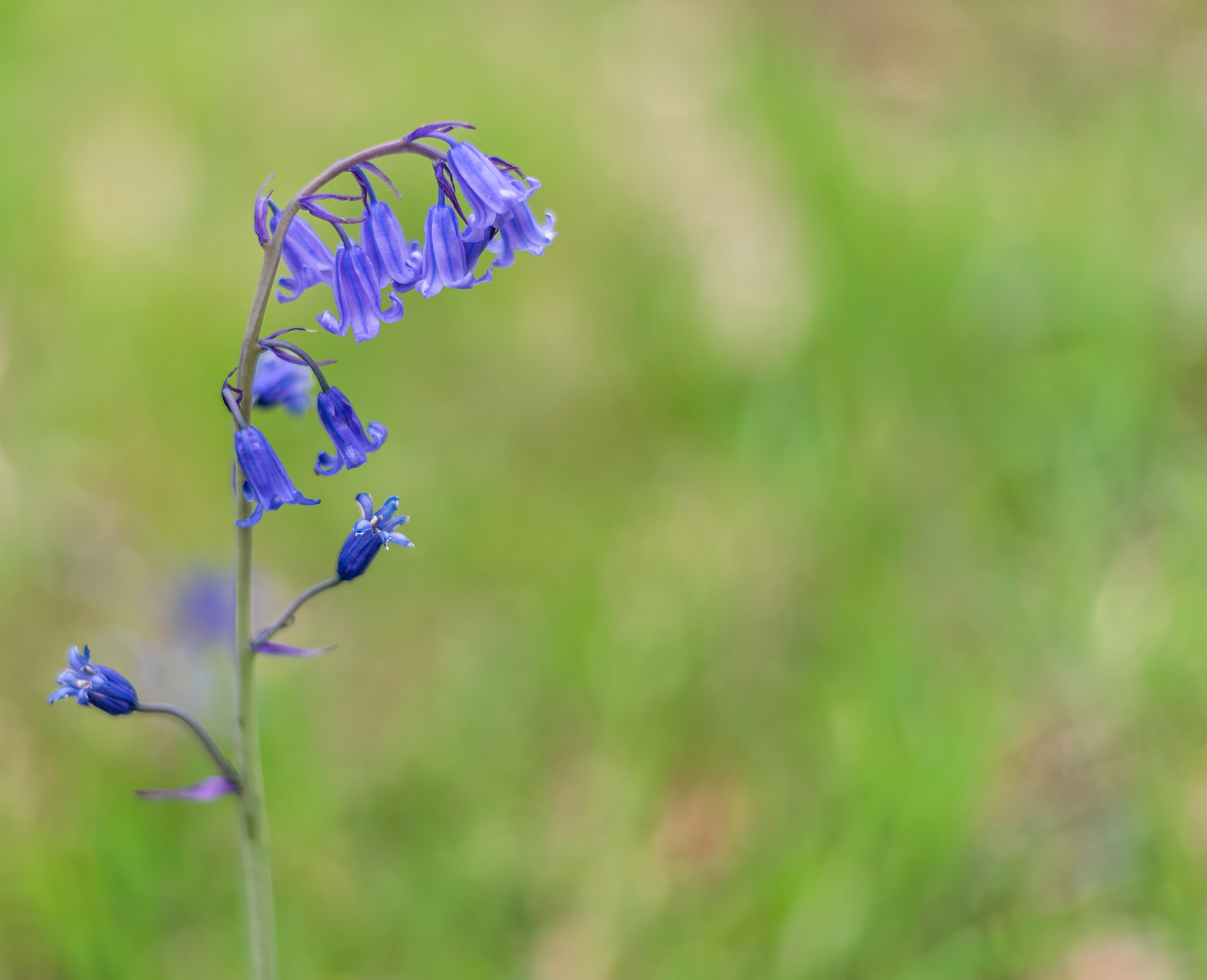 Bluebells