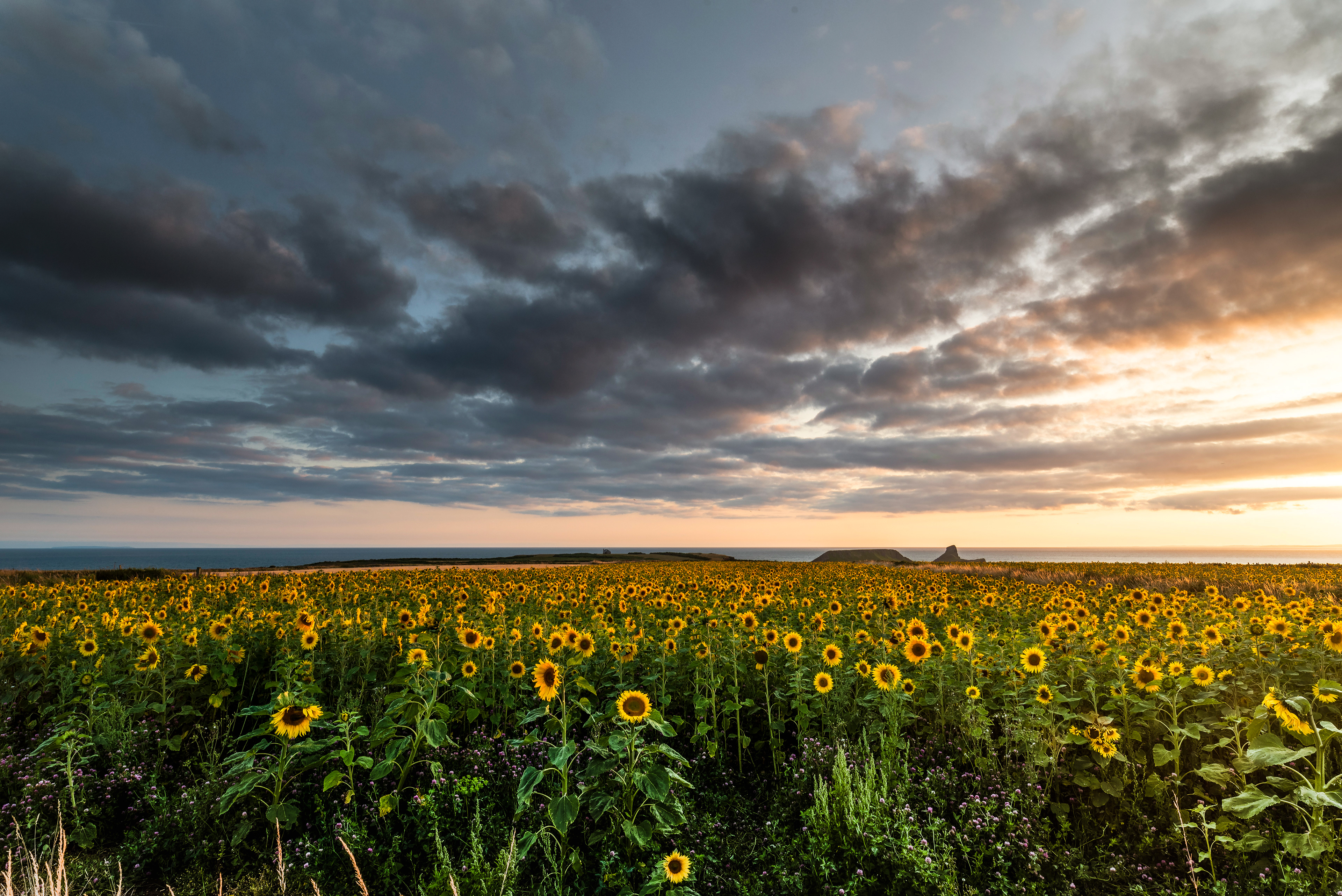 Rhossili Bay Sunflowers