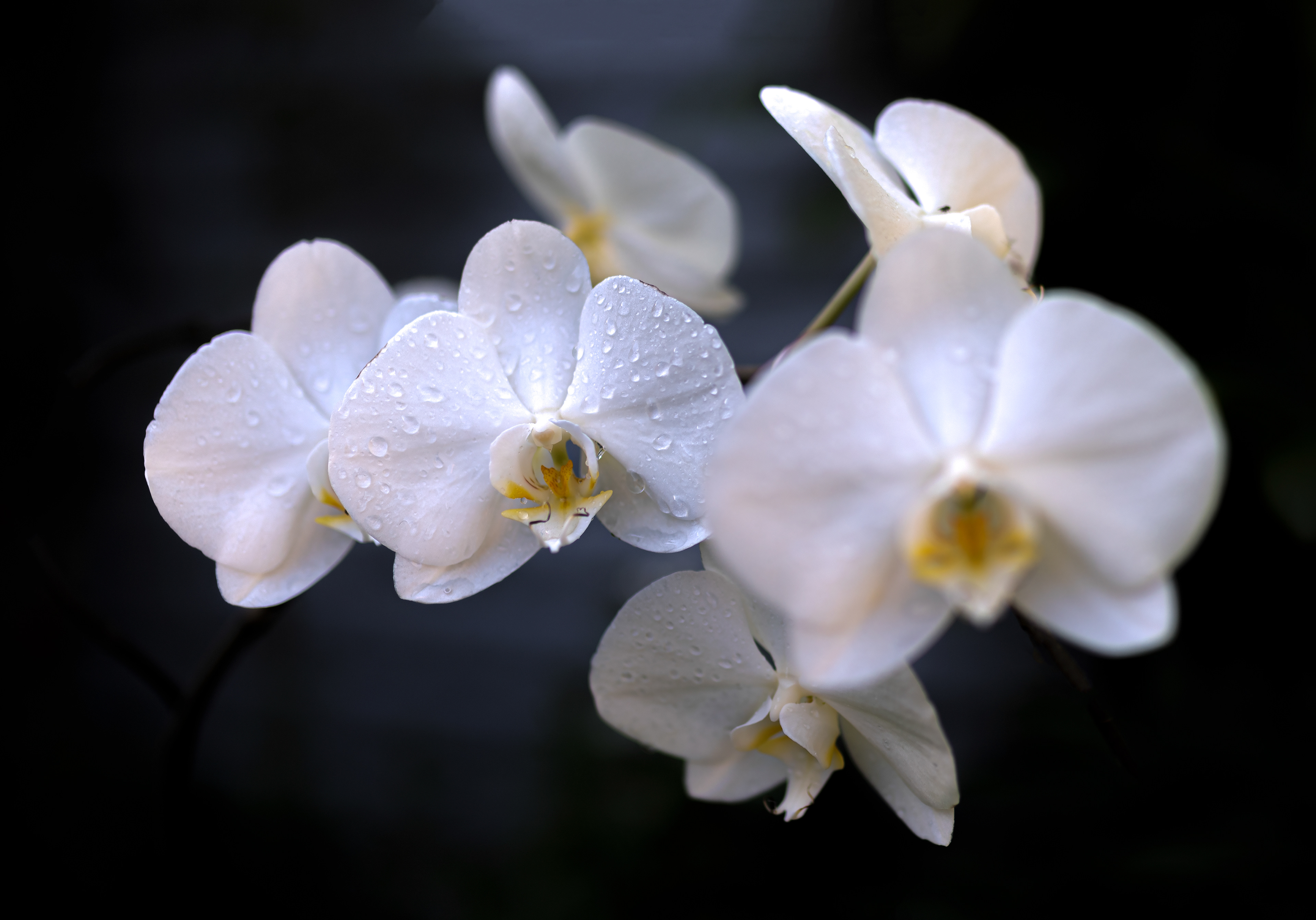 Orchids