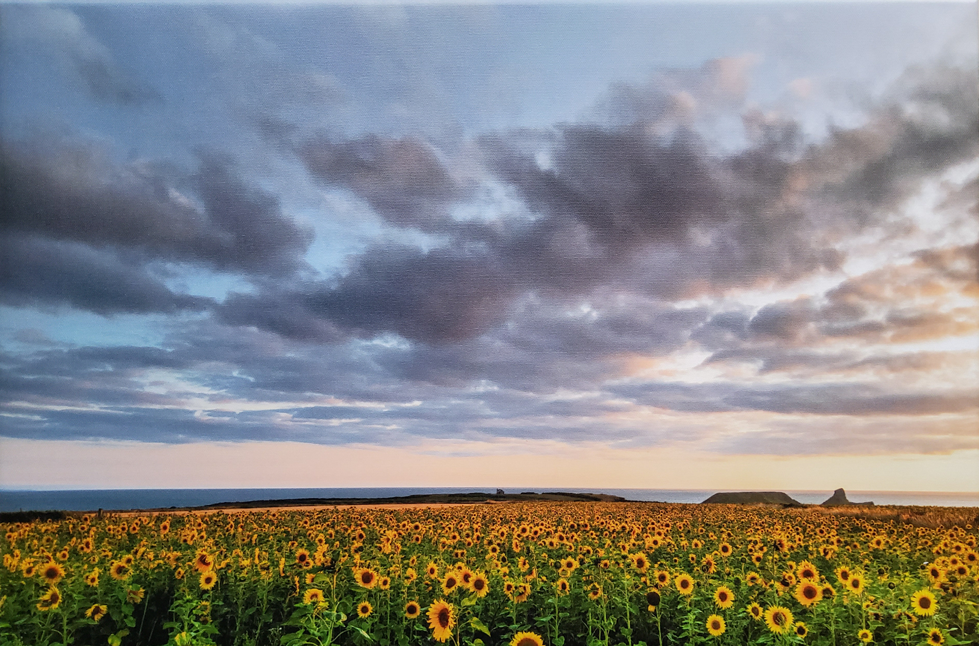 Rhossili Bay Sunflowers