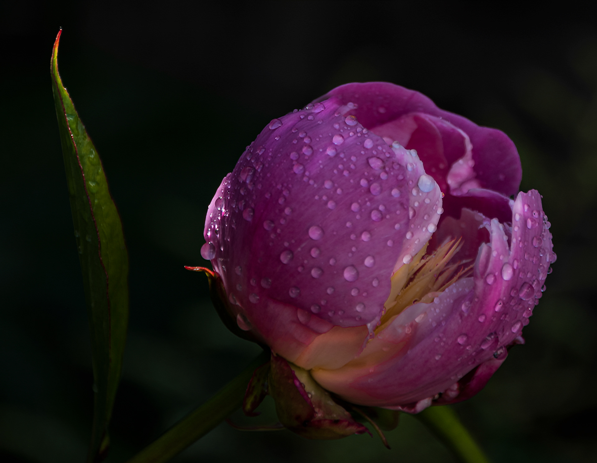 Peony