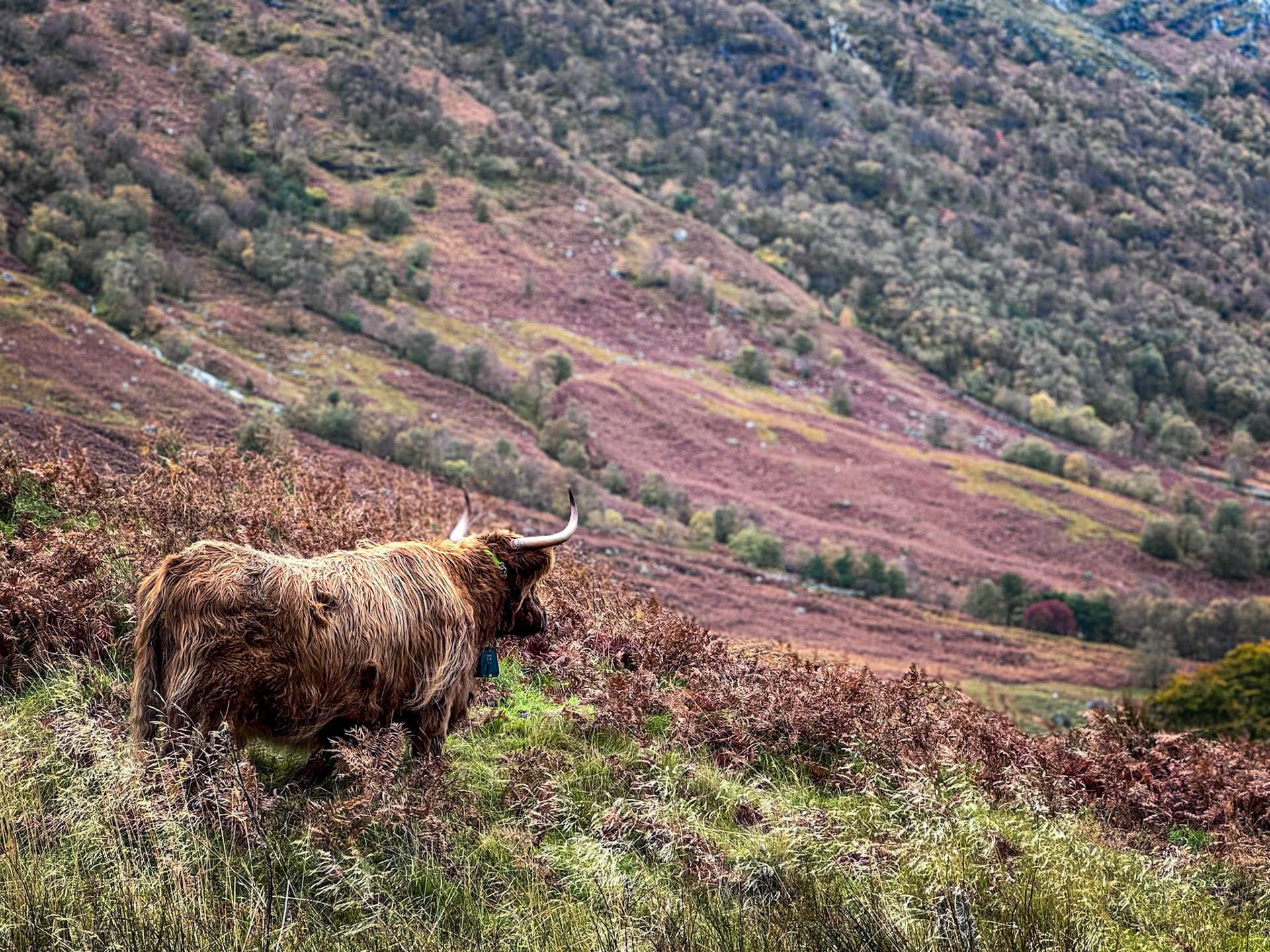 Western Highlands, Scotland