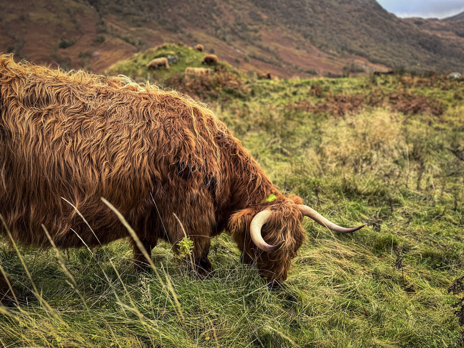 Western Highlands, Scotland