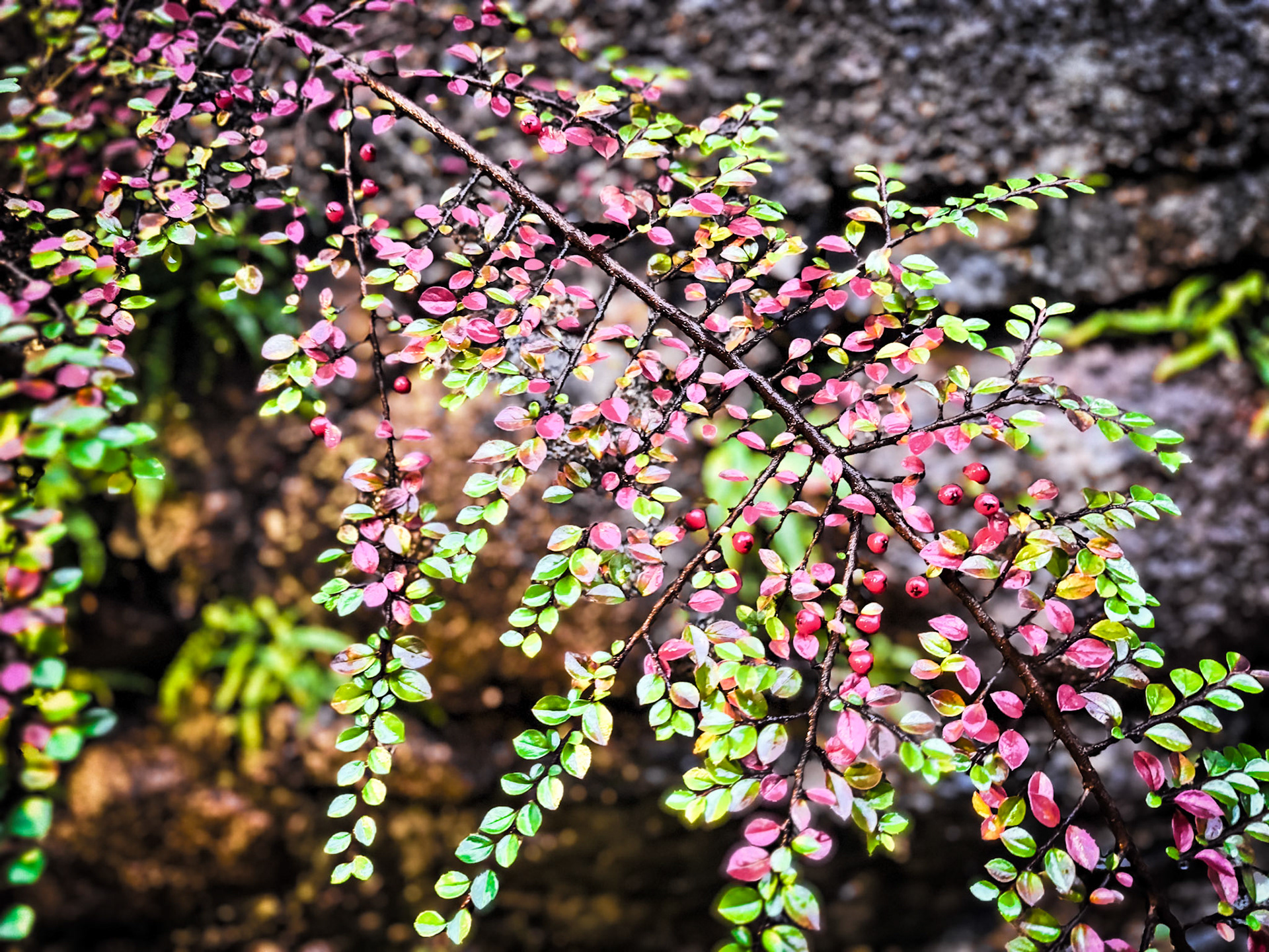 Fort William, Scotland