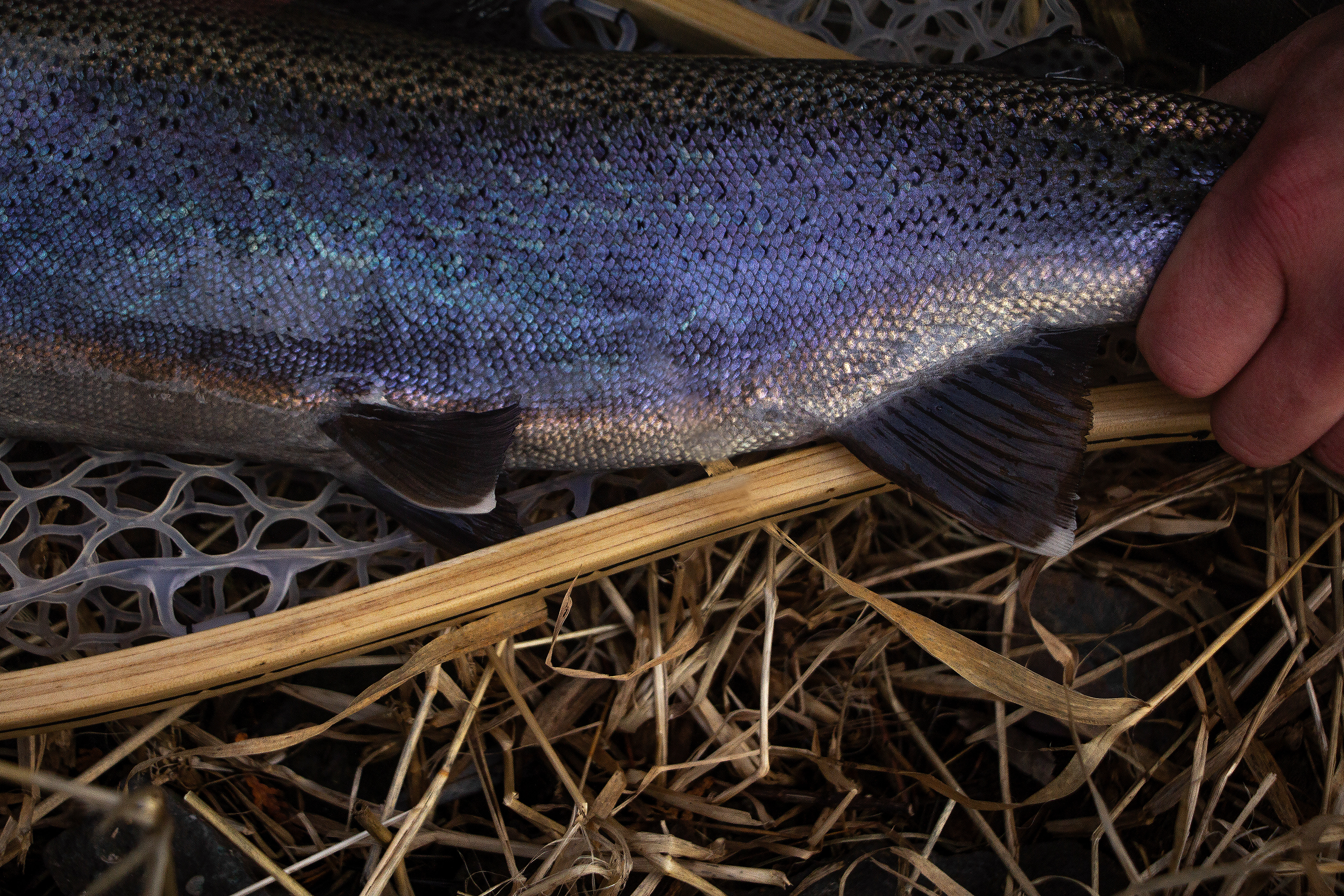Super colored chrome