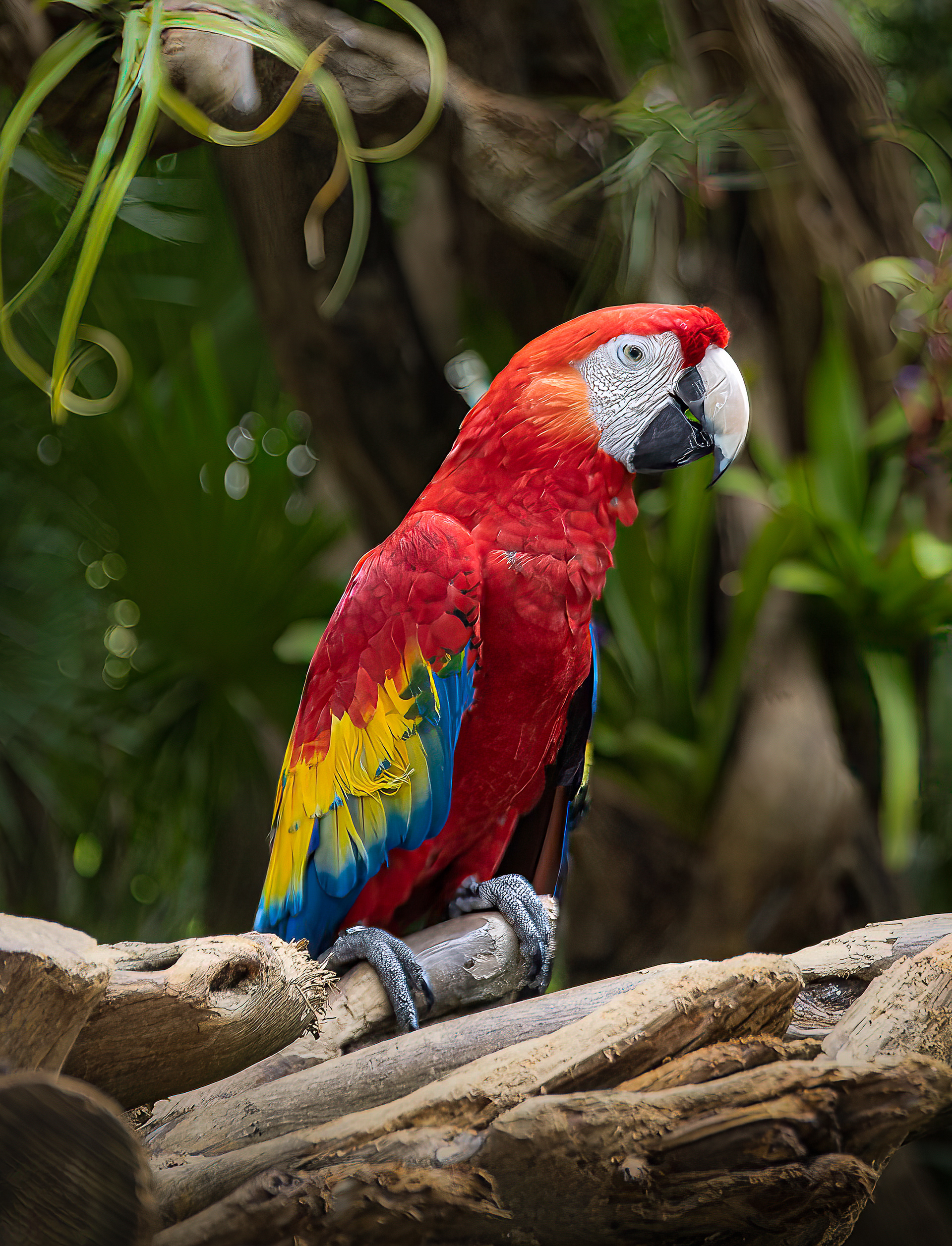 Xcaret  Macaw
