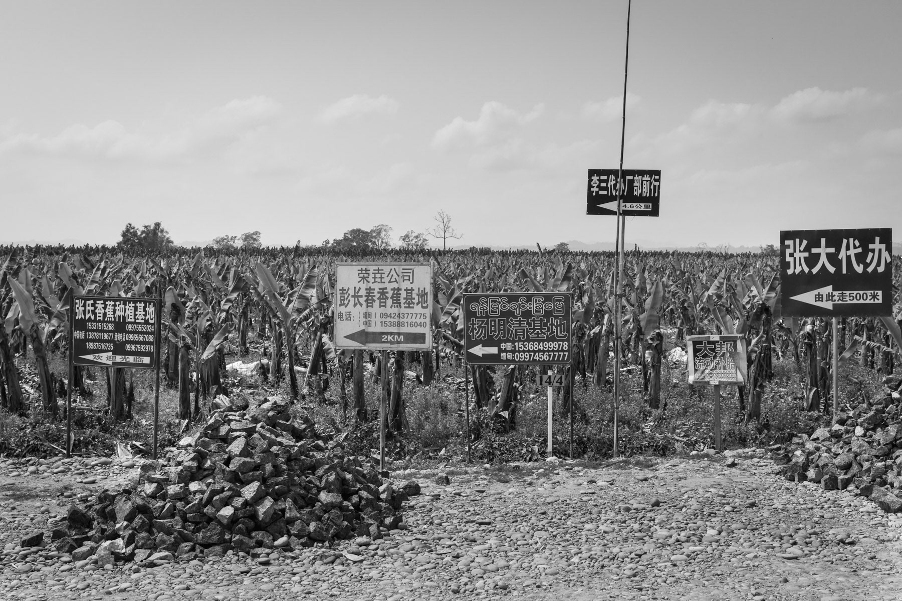 Banana plantations established and managed by Chinese companies using cheap labour among the Kachin IDP population and highly toxic chemicals and fertilisers causing fatal health issues among the plantation workers. The used land is often expropriated and owned by IDPs that do not have any mean to fight widespread land grab. The environmental footprint is also disastrous for the soil, drinkable water and the rivers with infested water, dead fish and soil as result. The bananas are being packed in boxes marked "from Equador" or "from Laos" and driven directly to China. Waingmaw, Kachin State, Myanmar, March 2019