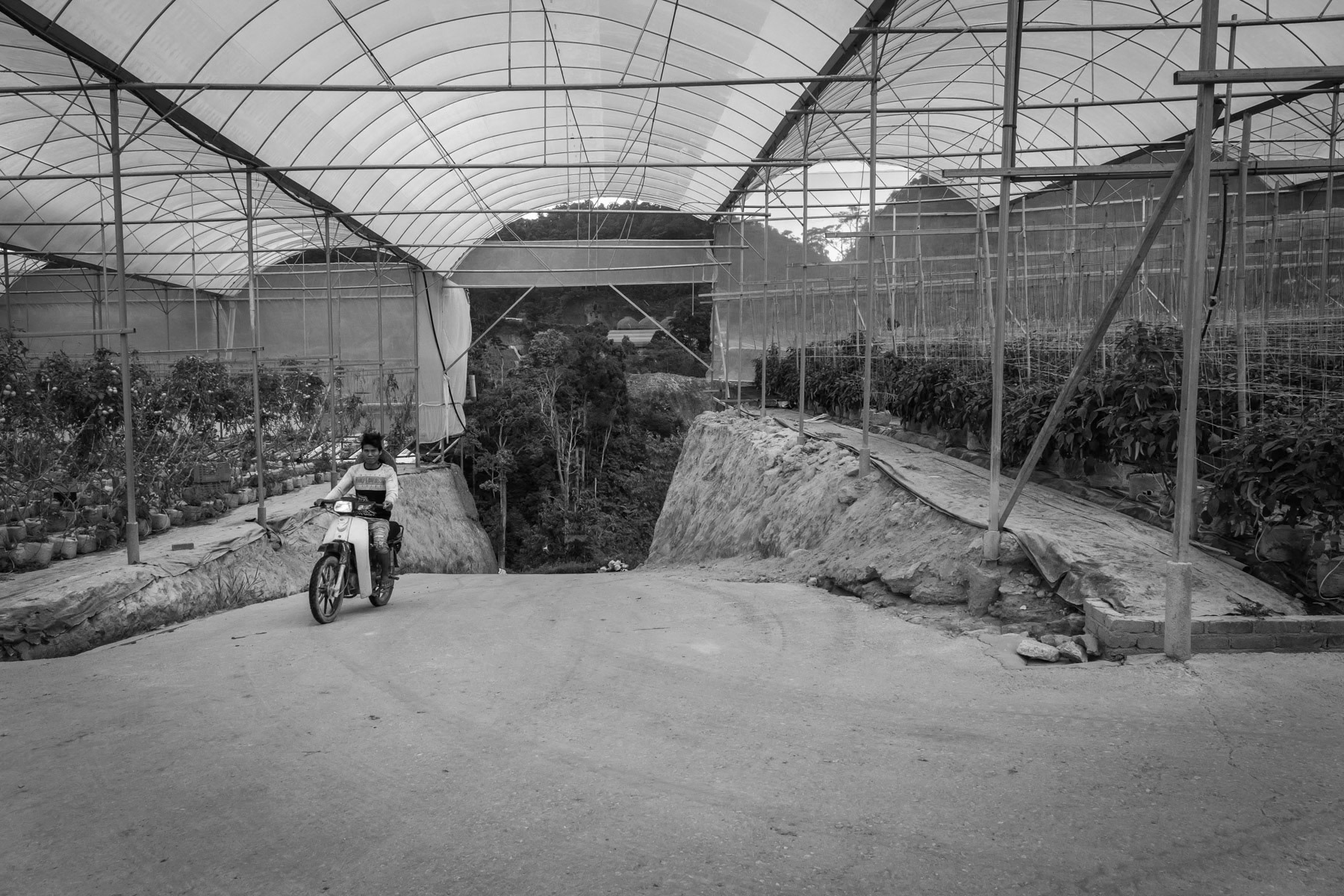 Chin refugee driving through a greenhouse in the Cameron Highlands where numerous Chin refugees work for extreme low wages and where they are isolated and far from health care and schools for children. Over 100,000 Chin refugees live in Malaysia and are the second largest ethnic group from Myanmar just behind the Rohingya who are over 150,000. Perak, Malaysia, October 2022