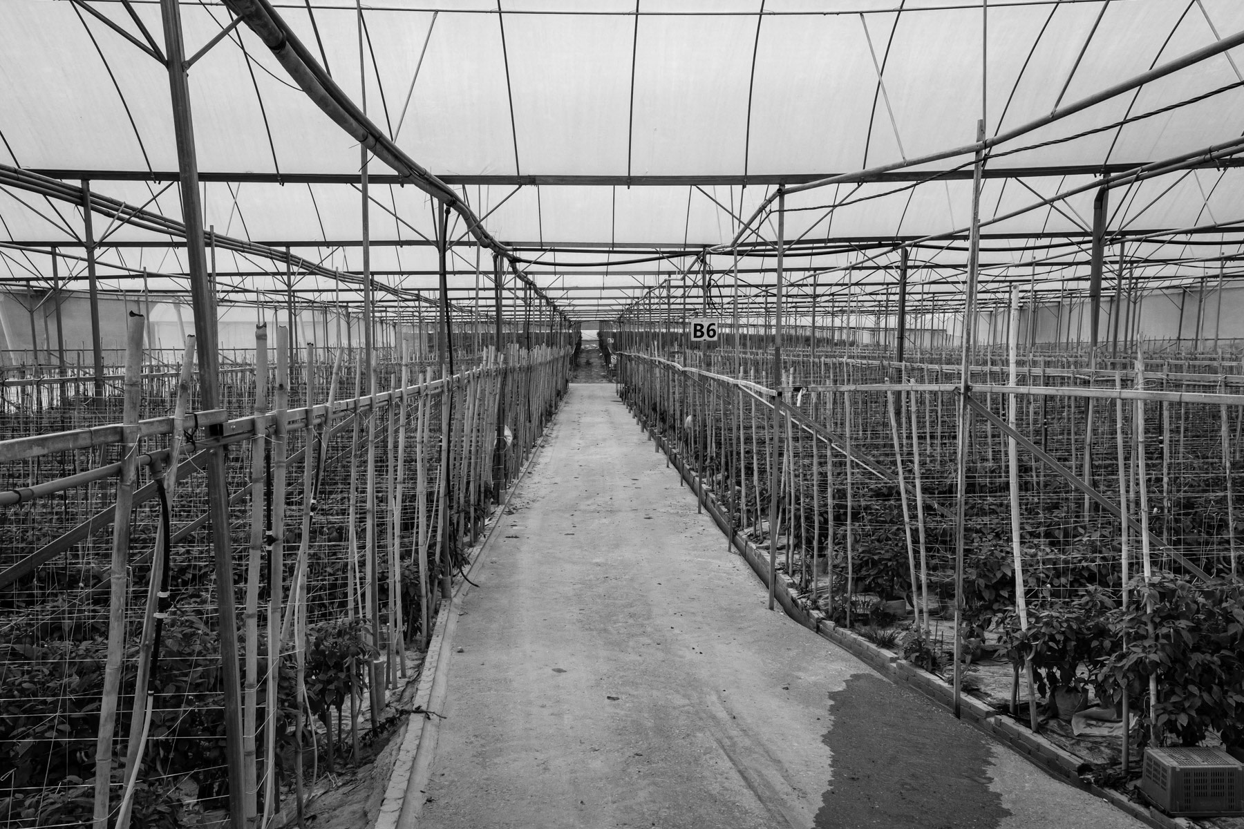 Greenhouse with vegetable plantations in the Cameron Highlands where numerous Chin refugees work for extreme low wages and where they are isolated and far from health care and schools for children. Over 100,000 Chin refugees live in Malaysia and are the second largest ethnic group from Myanmar just behind the Rohingya who are over 150,000. Perak, Malaysia, October 2022