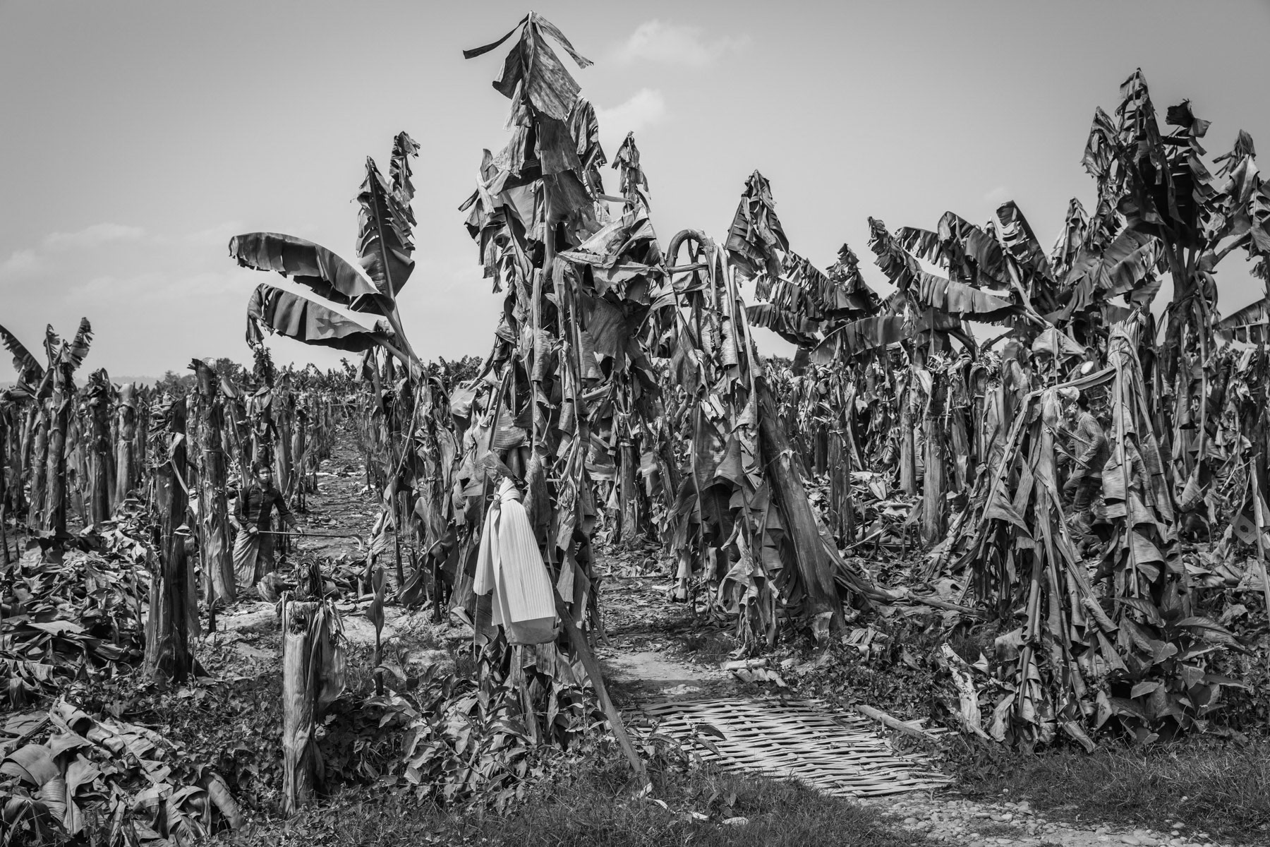 Banana plantations established and managed by Chinese companies using cheap labour among the Kachin IDP population and highly toxic chemicals and fertilisers causing fatal health issues among the plantation workers. The used land is often expropriated and owned by IDPs that do not have any mean to fight widespread land grab. The environmental footprint is also disastrous for the soil, drinkable water and the rivers with infested water, dead fish and soil as result. The bananas are being packed in boxes marked "from Equador" or "from Laos" and driven directly to China. Waingmaw, Kachin State, Myanmar, March 2019