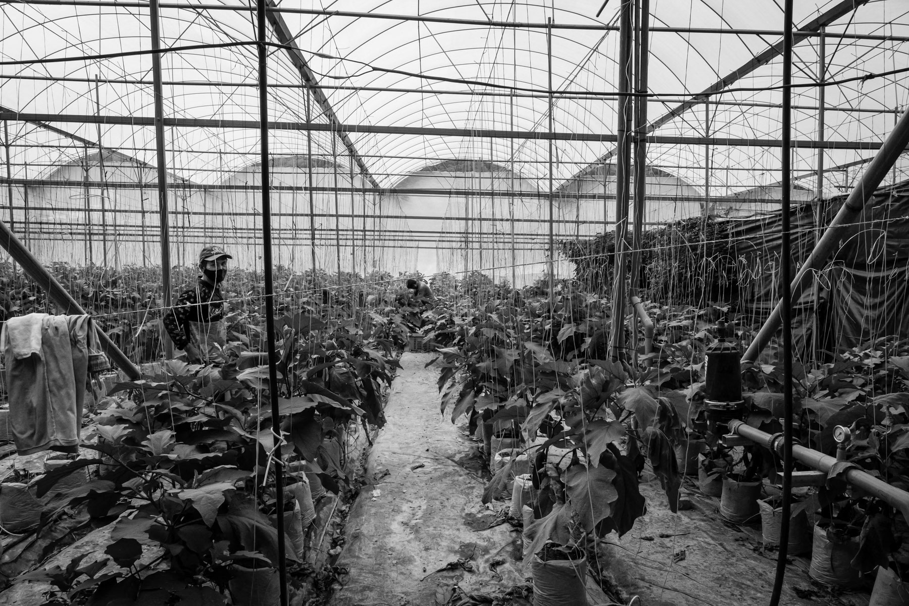 Chin refugees working in a greenhouse of the Cameron Highlands where numerous Chin refugees work for extreme low wages and where they are isolated and far from health care and schools for children. Over 100,000 Chin refugees live in Malaysia and are the second largest ethnic group from Myanmar just behind the Rohingya who are over 150,000. Perak, Malaysia, October 2022