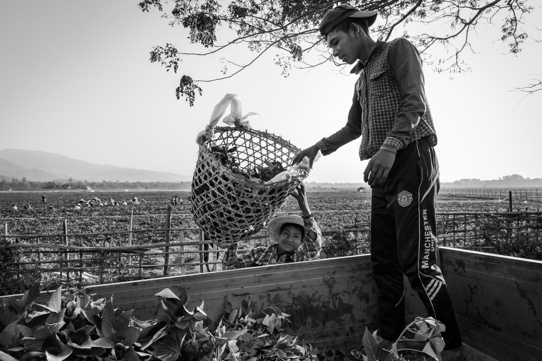 Kachin daily labour working on peanut fields. Rural Momauk, Kachin State,Myanmar, February 2020