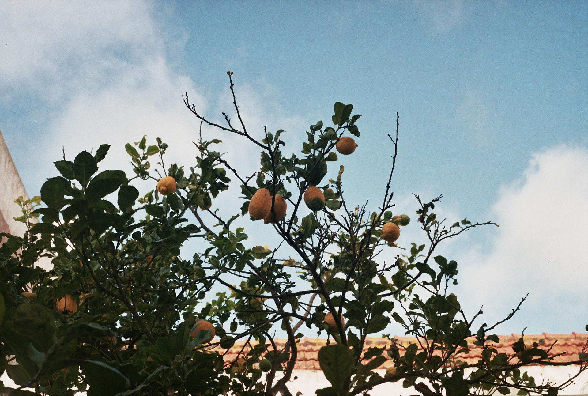 Fuji c200
