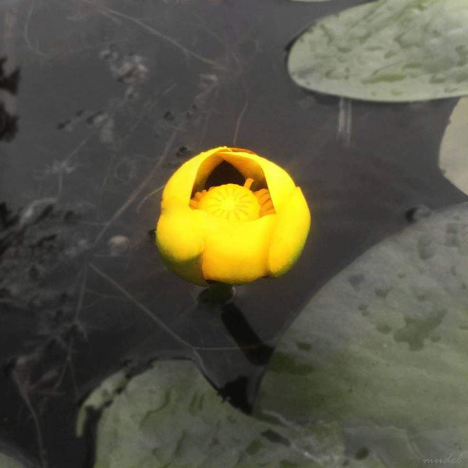 budding