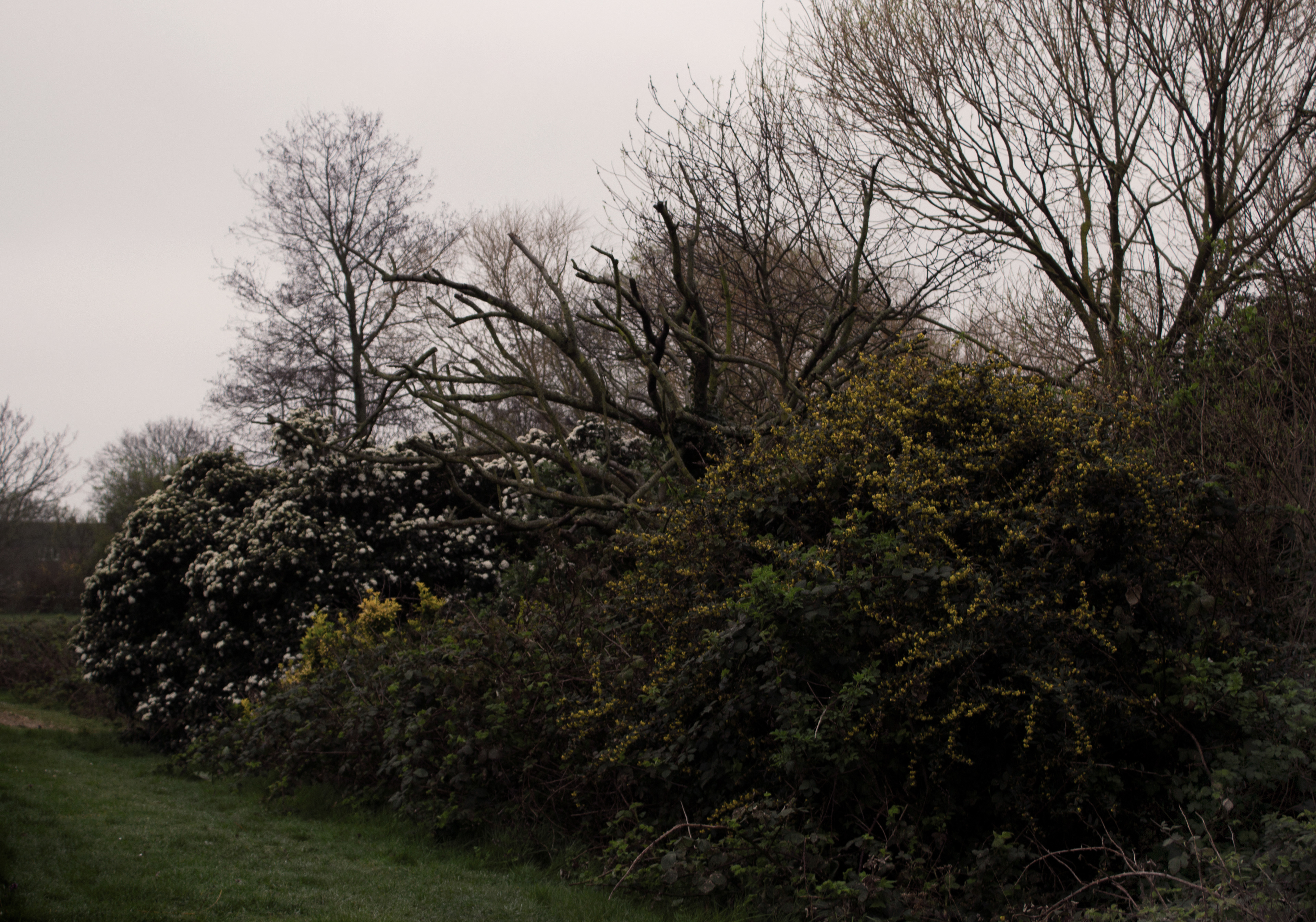 dried flowers (east london, 2020)