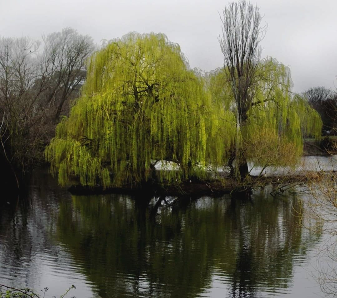 painted pond (London, 2020)