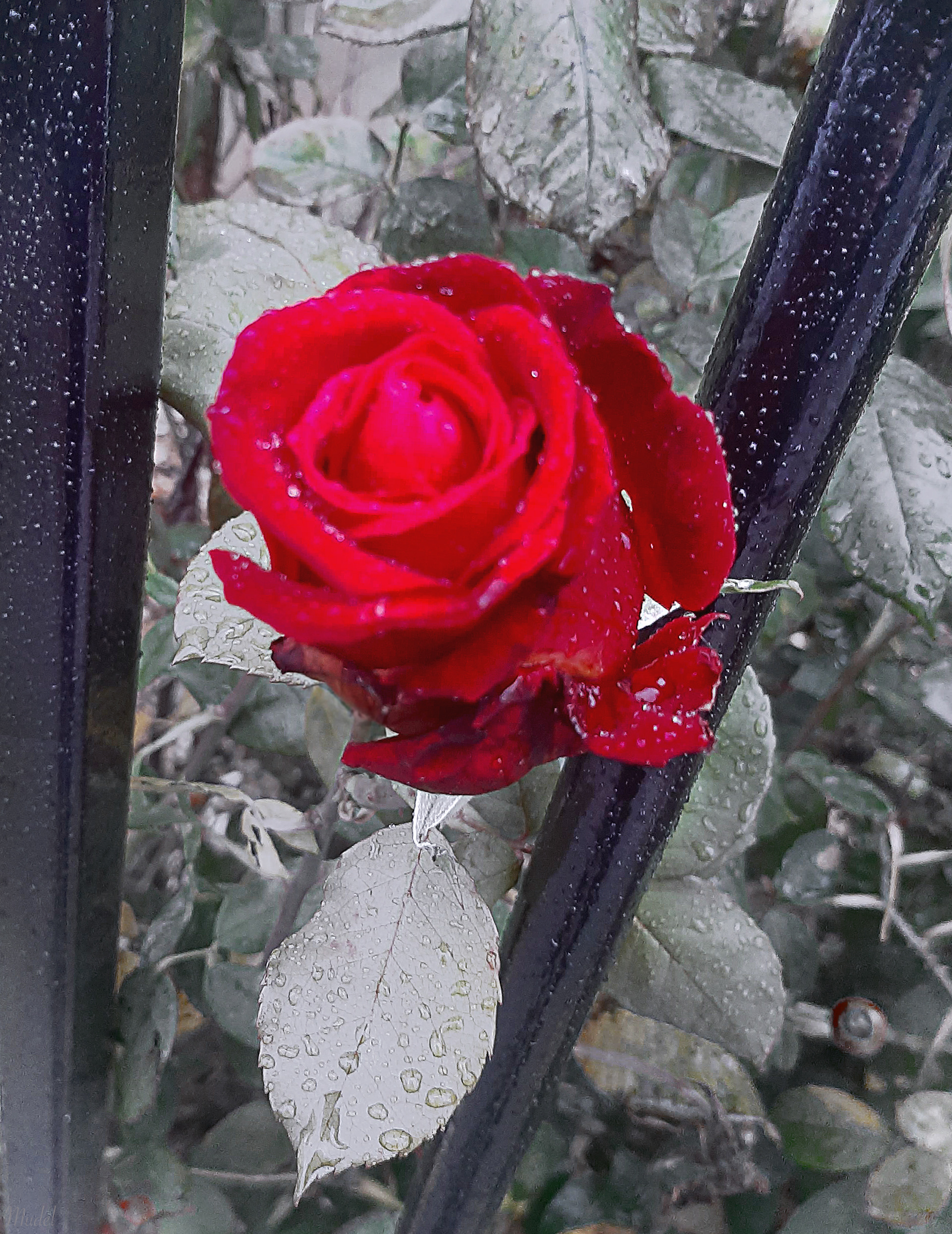 rose in the rain (London, 2019)