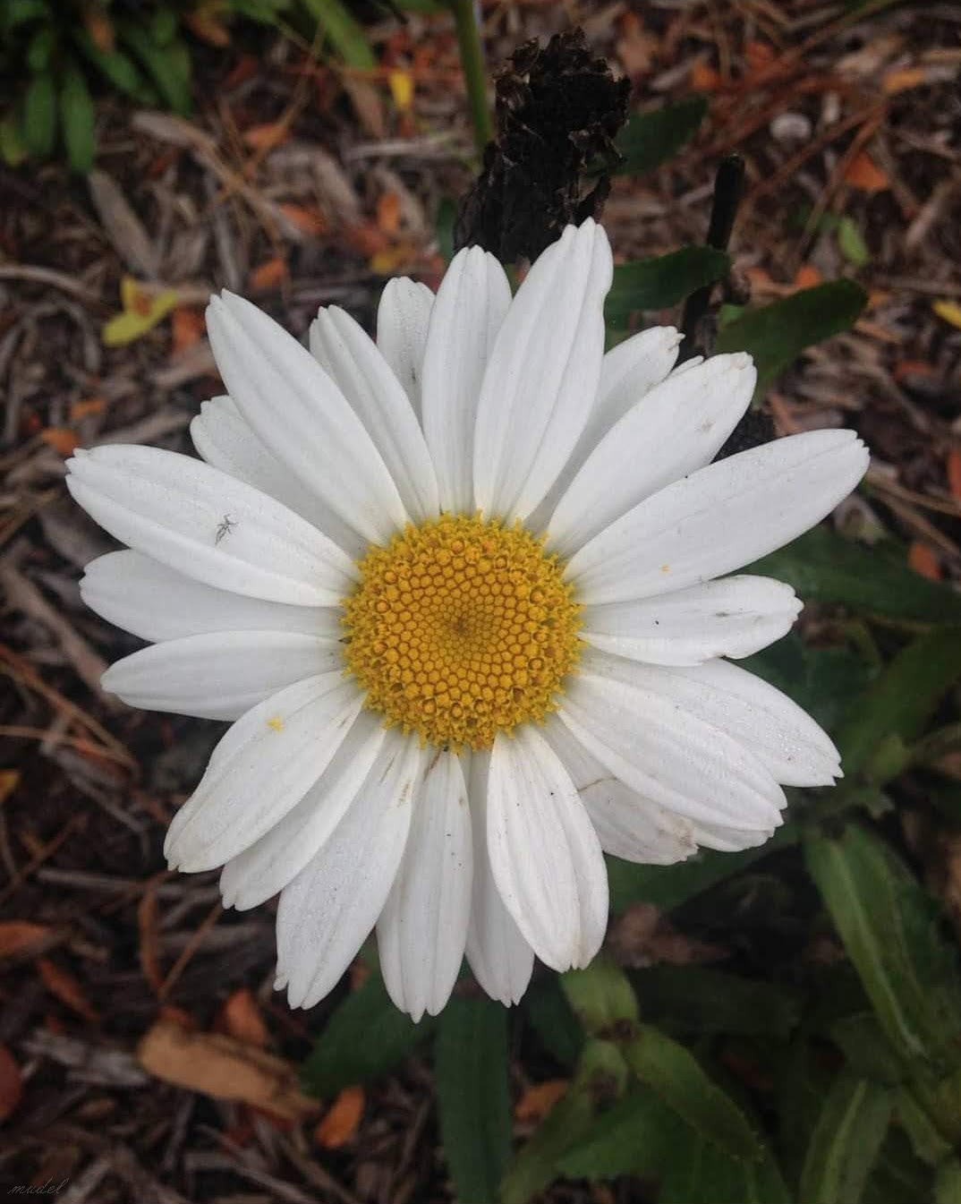 follow the daisies (2015)