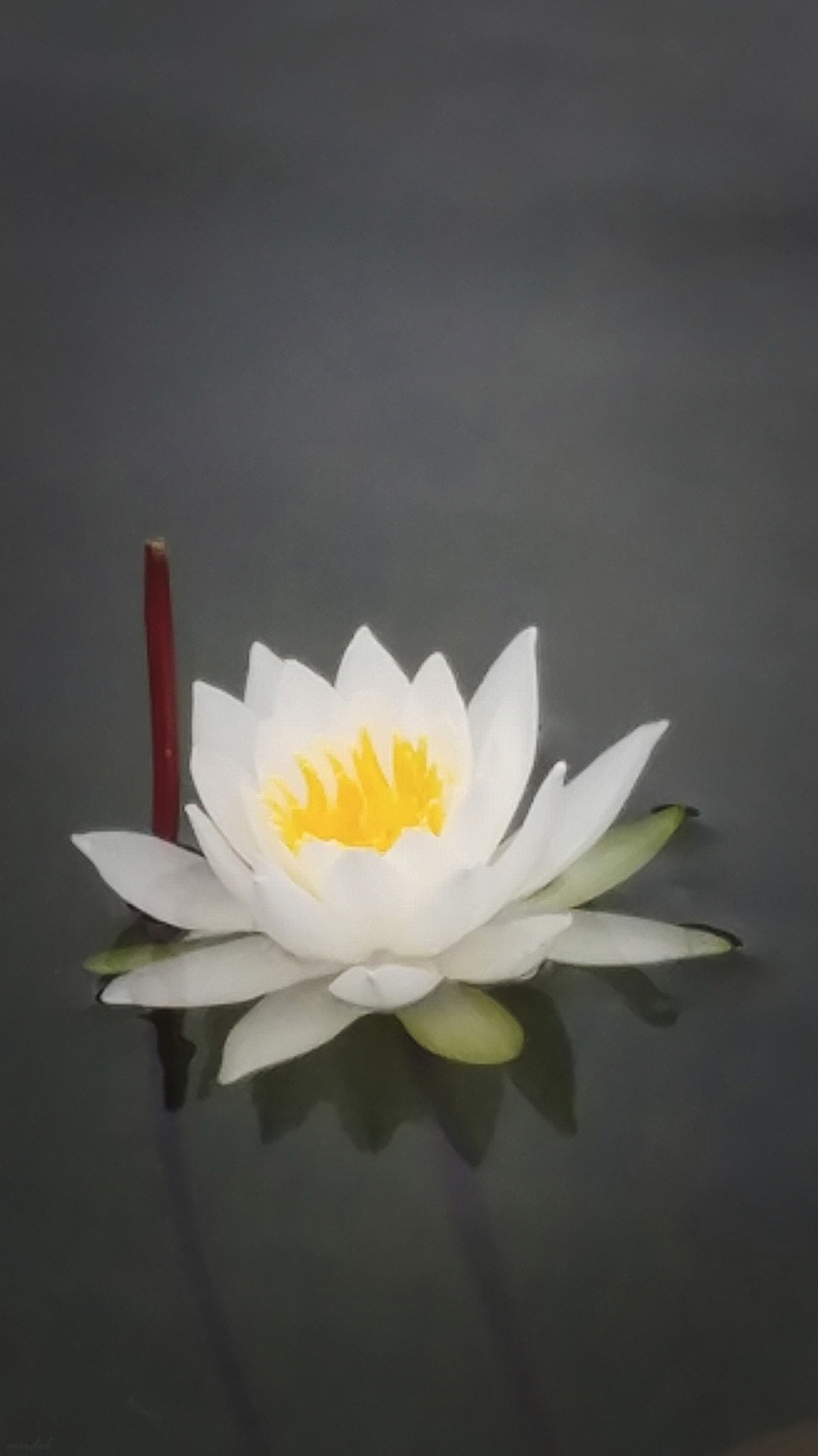 serene bloom