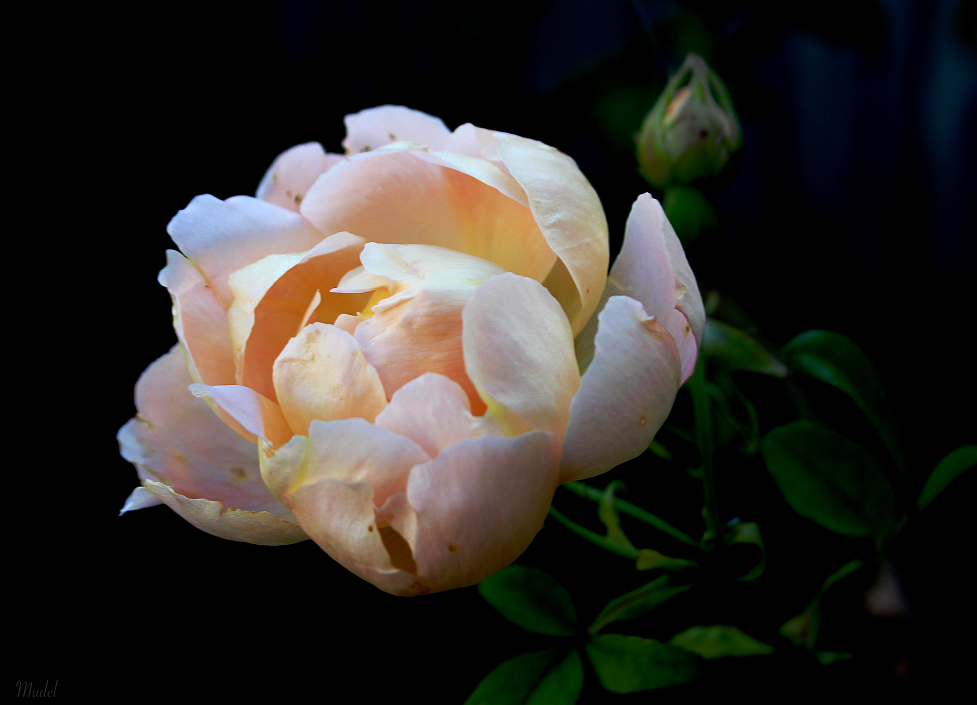 English rose (London, 2020)