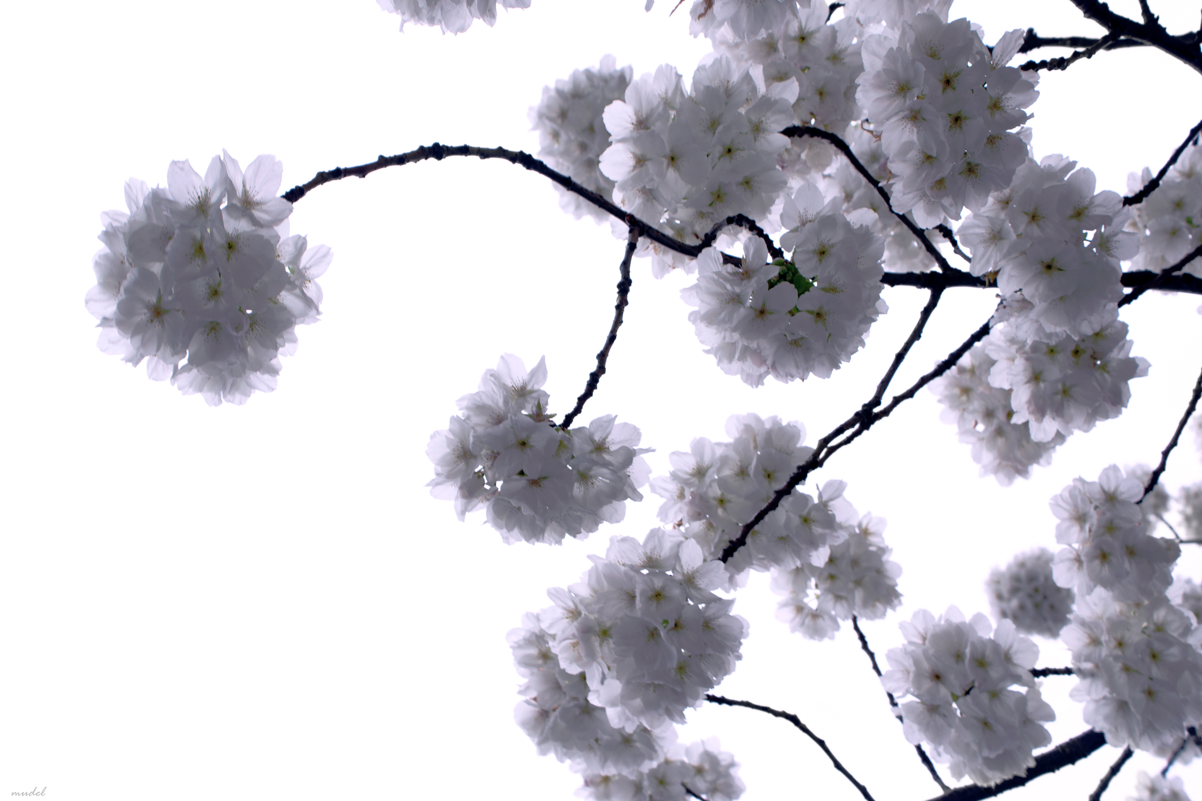 blossoms (east dulwich, London, 2020)