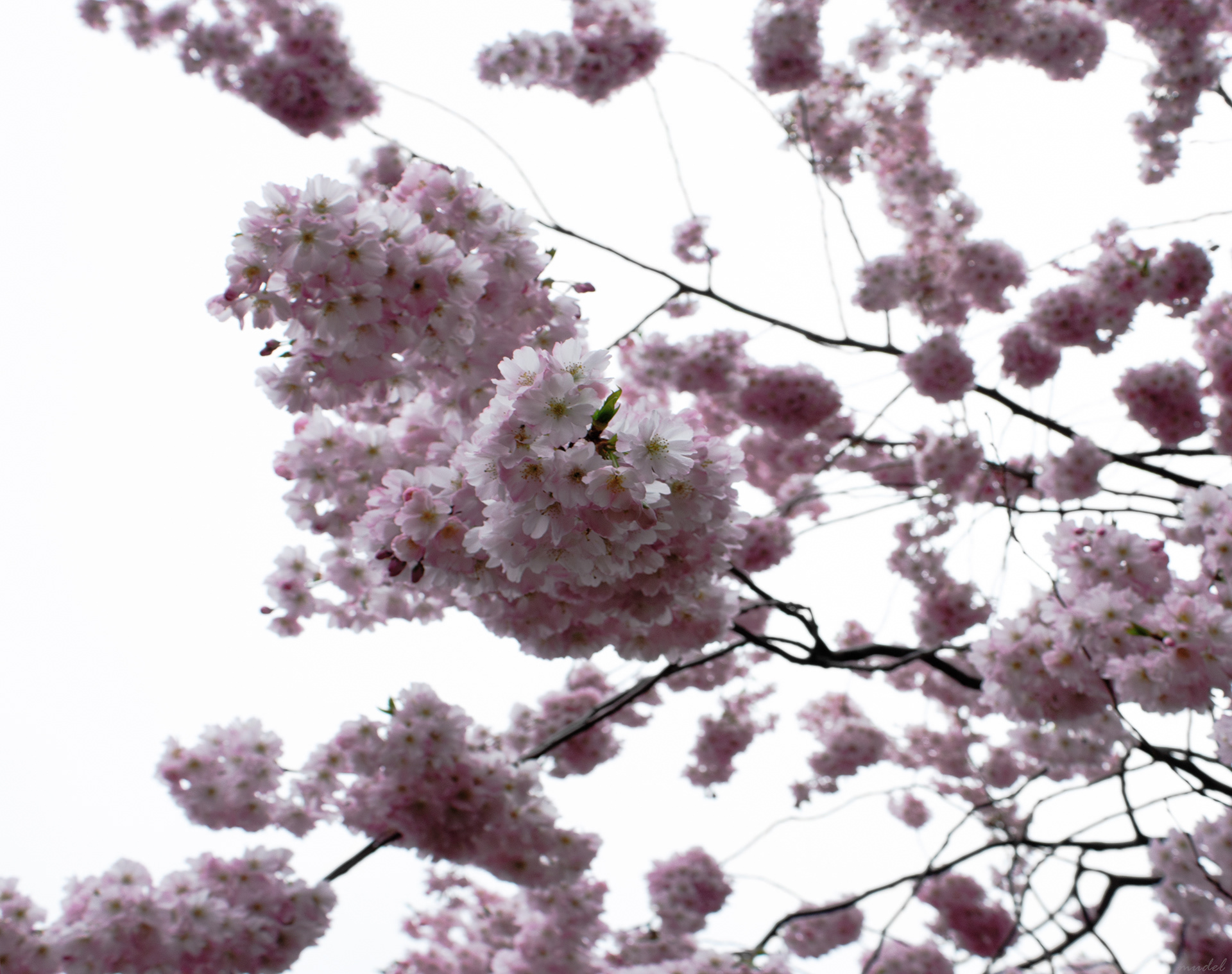 blossoms (east dulwich, London, 2020)