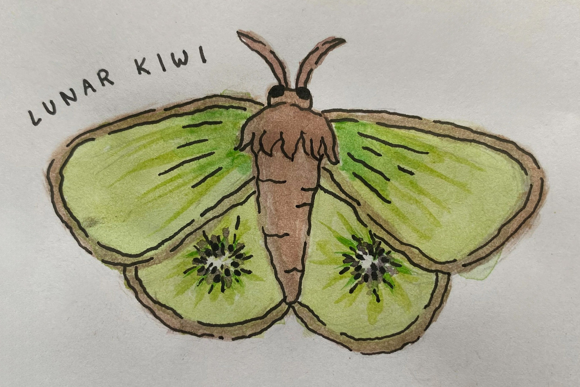 Lunar Kiwi (watercolor, December 2024)