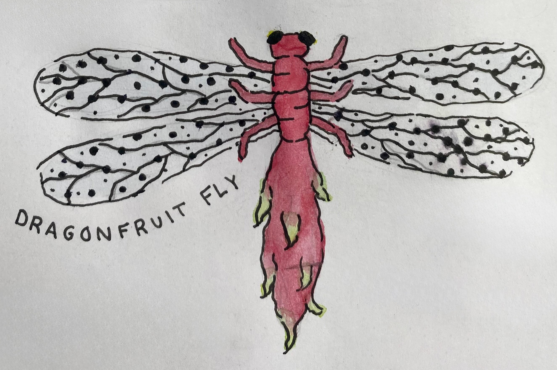 Dragonfruit Fly (watercolor, December 2024)
