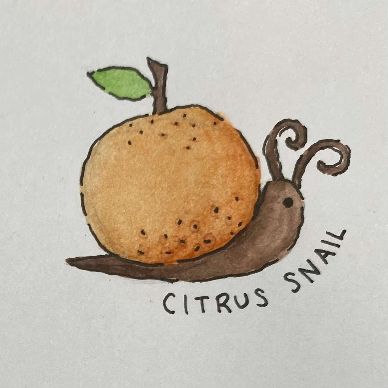 Citrus Snail (watercolor, December 2024)