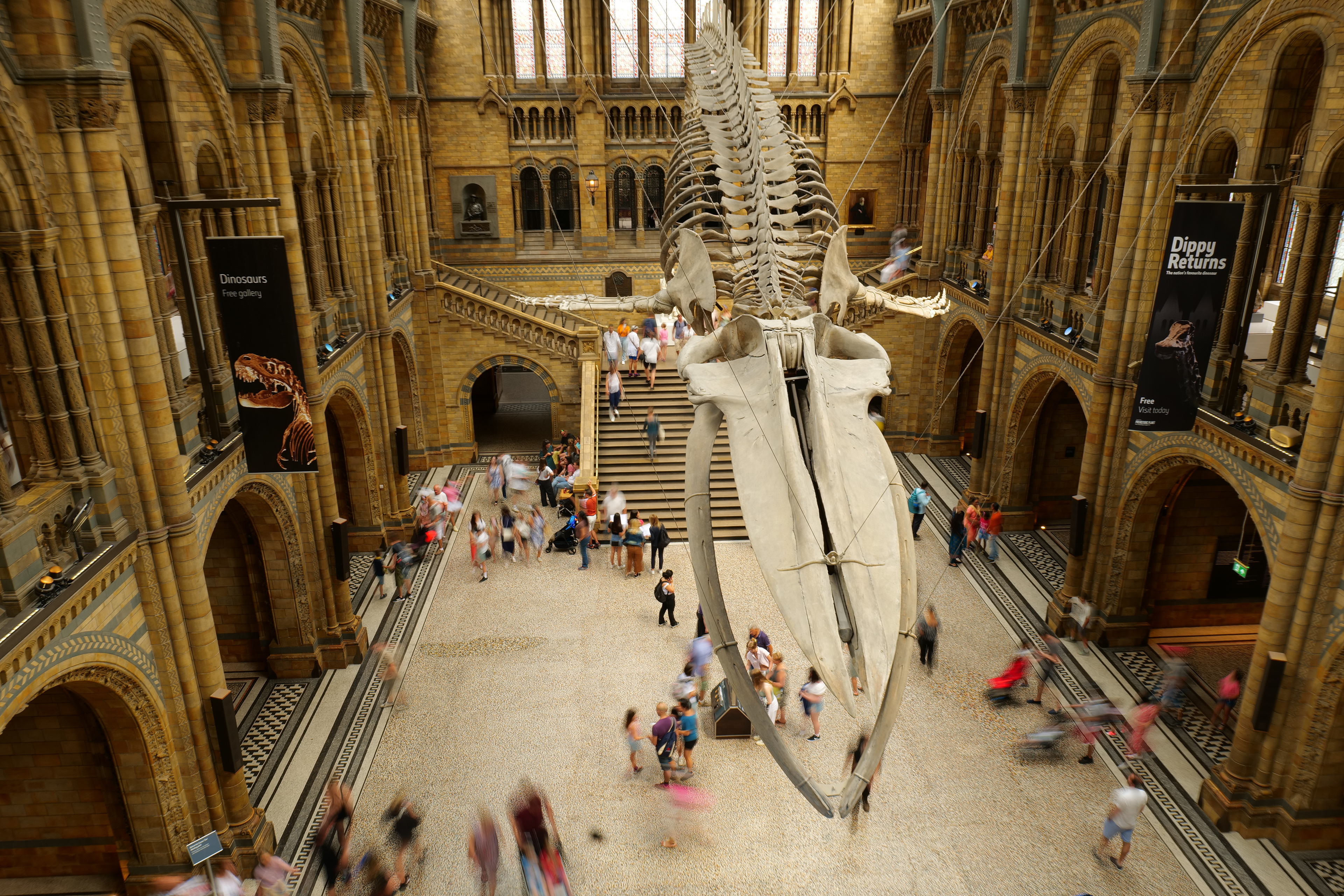 Blue Whales are BIG!
