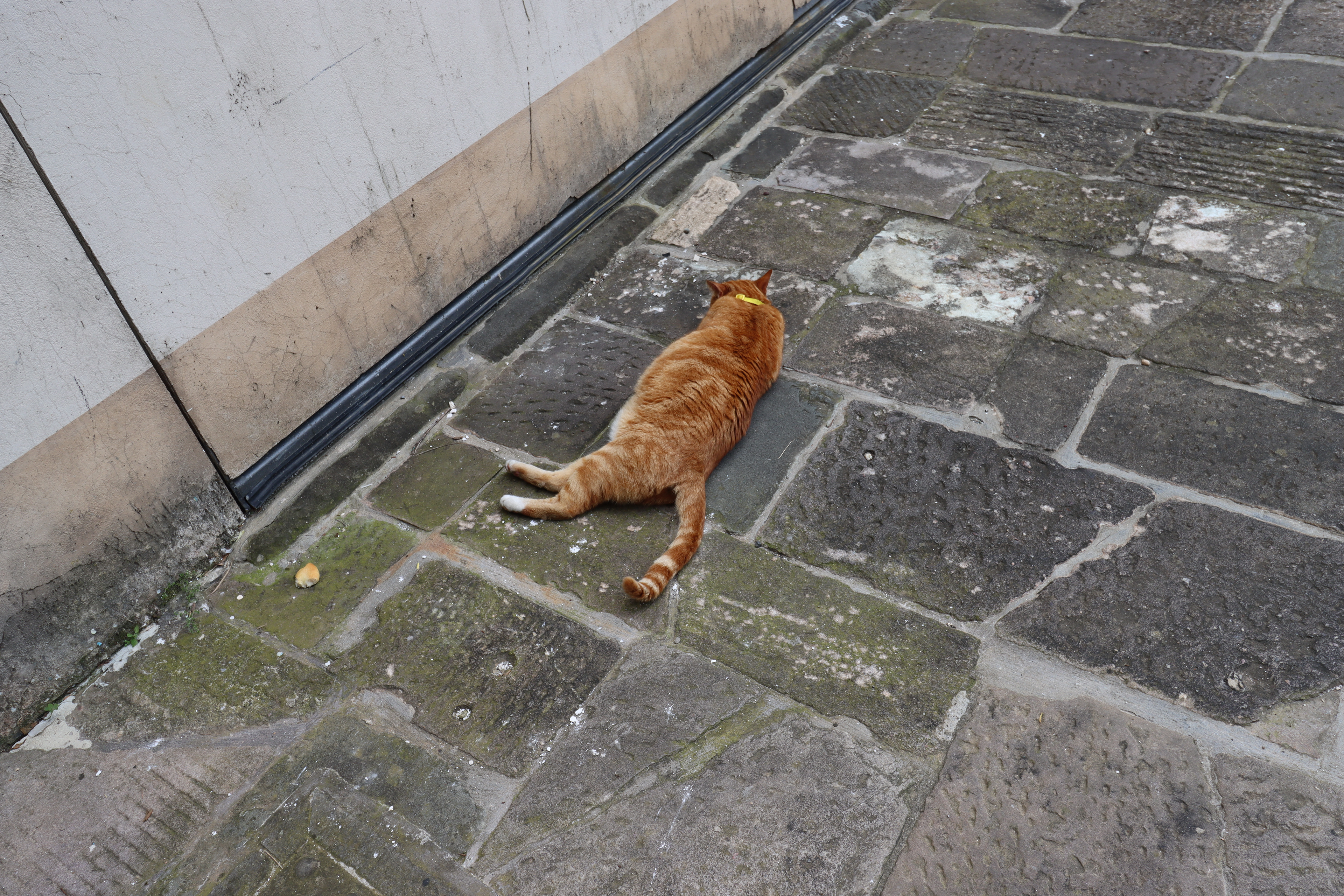 The only cat I saw all week.