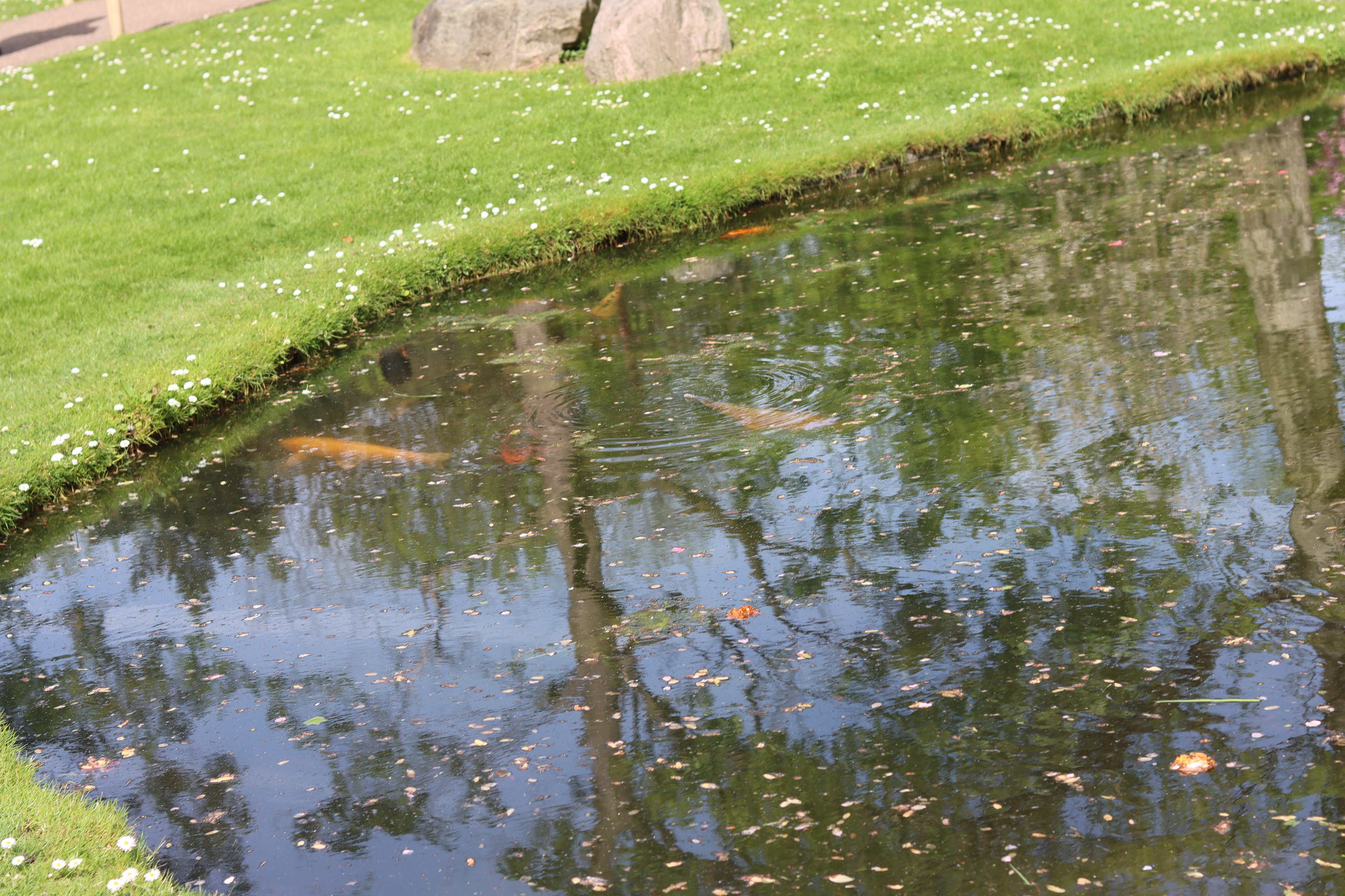 A Fish!