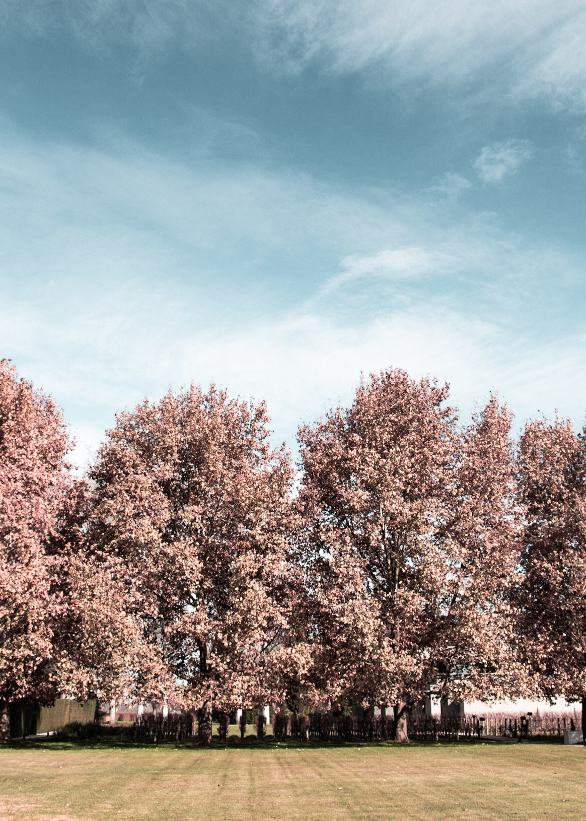 Vinícola Chandon - Mendoza / Argentina (2018)