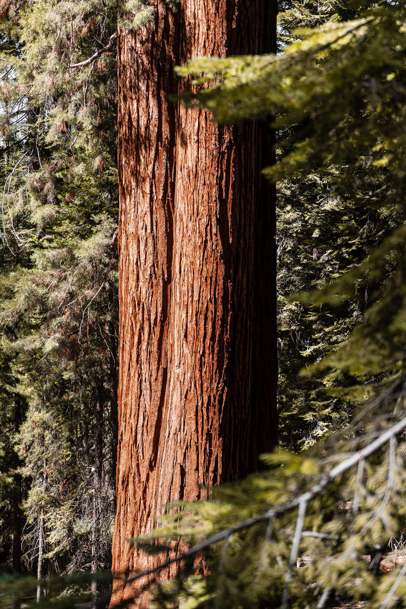 Seqouia National Park (2026)