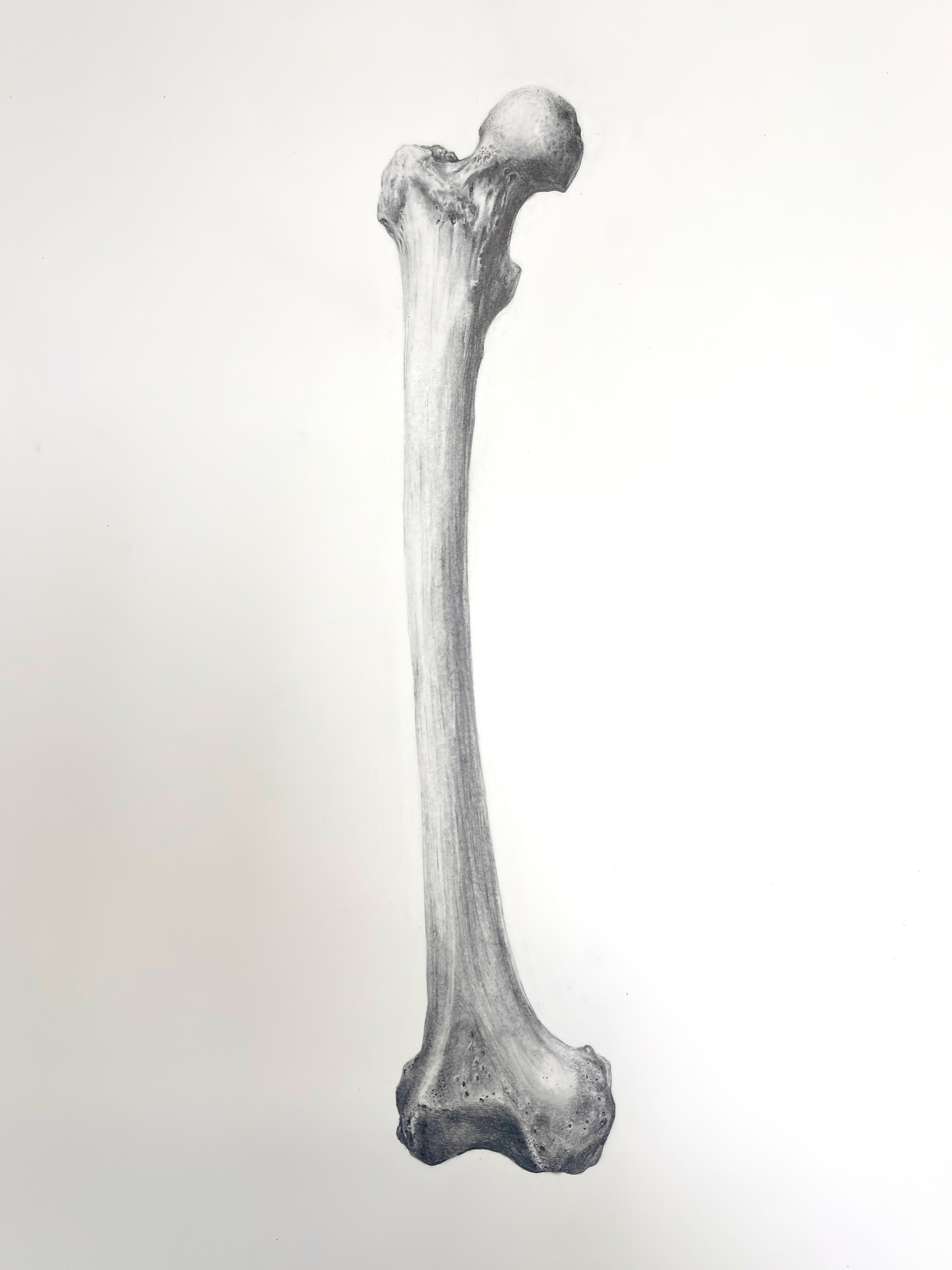 Right Femur (Carbon Dust and Graphite Pencil, 2025)
