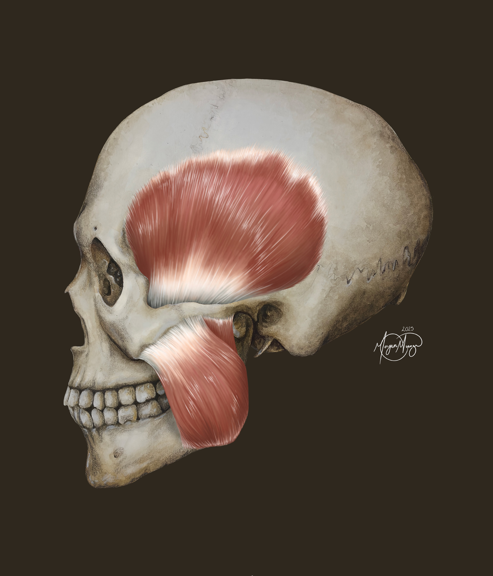 Muscles of Mastication (Watercolor and Photoshop, 2025)