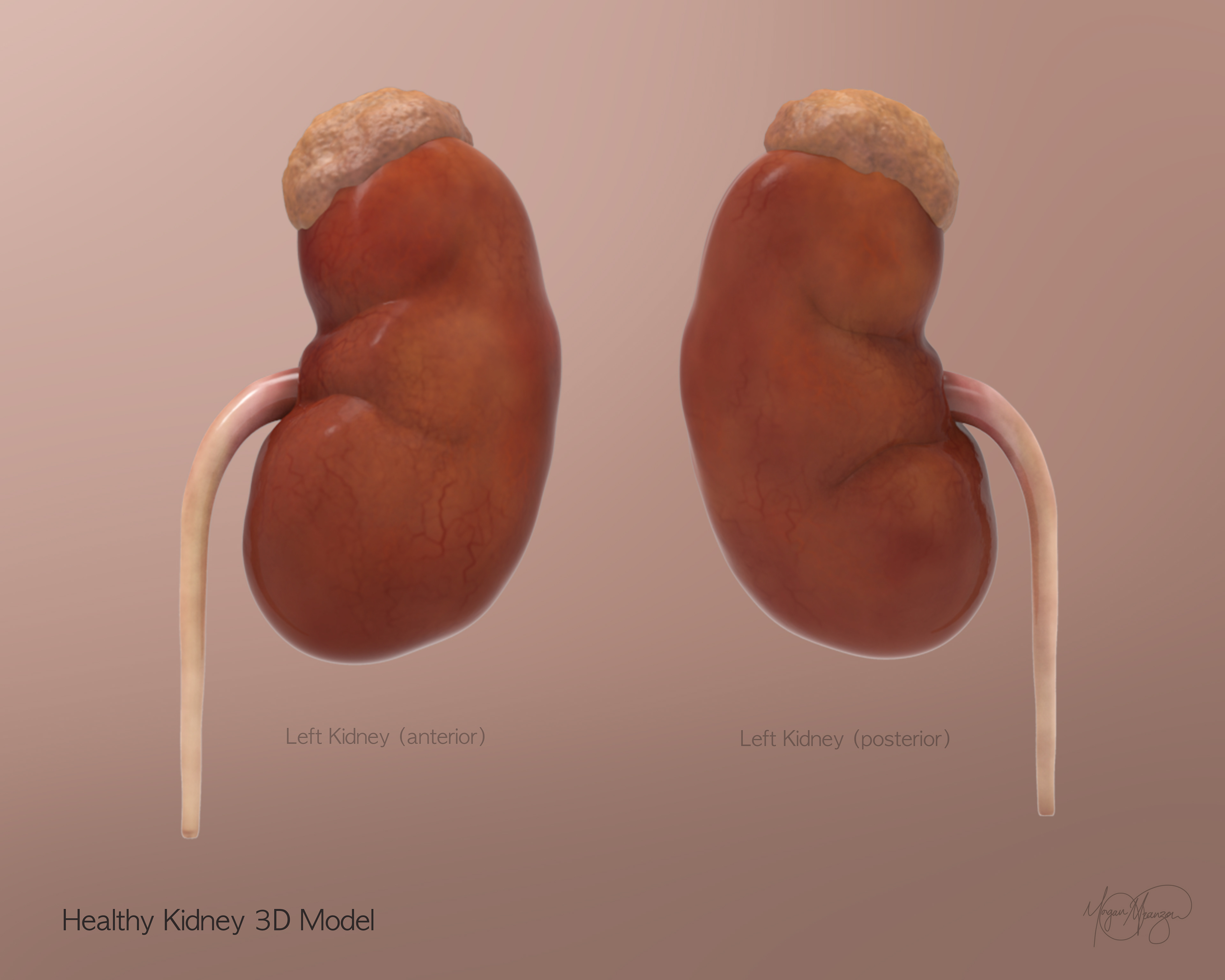 Healthy Kidney 3D Model (ZBrush, 2026)