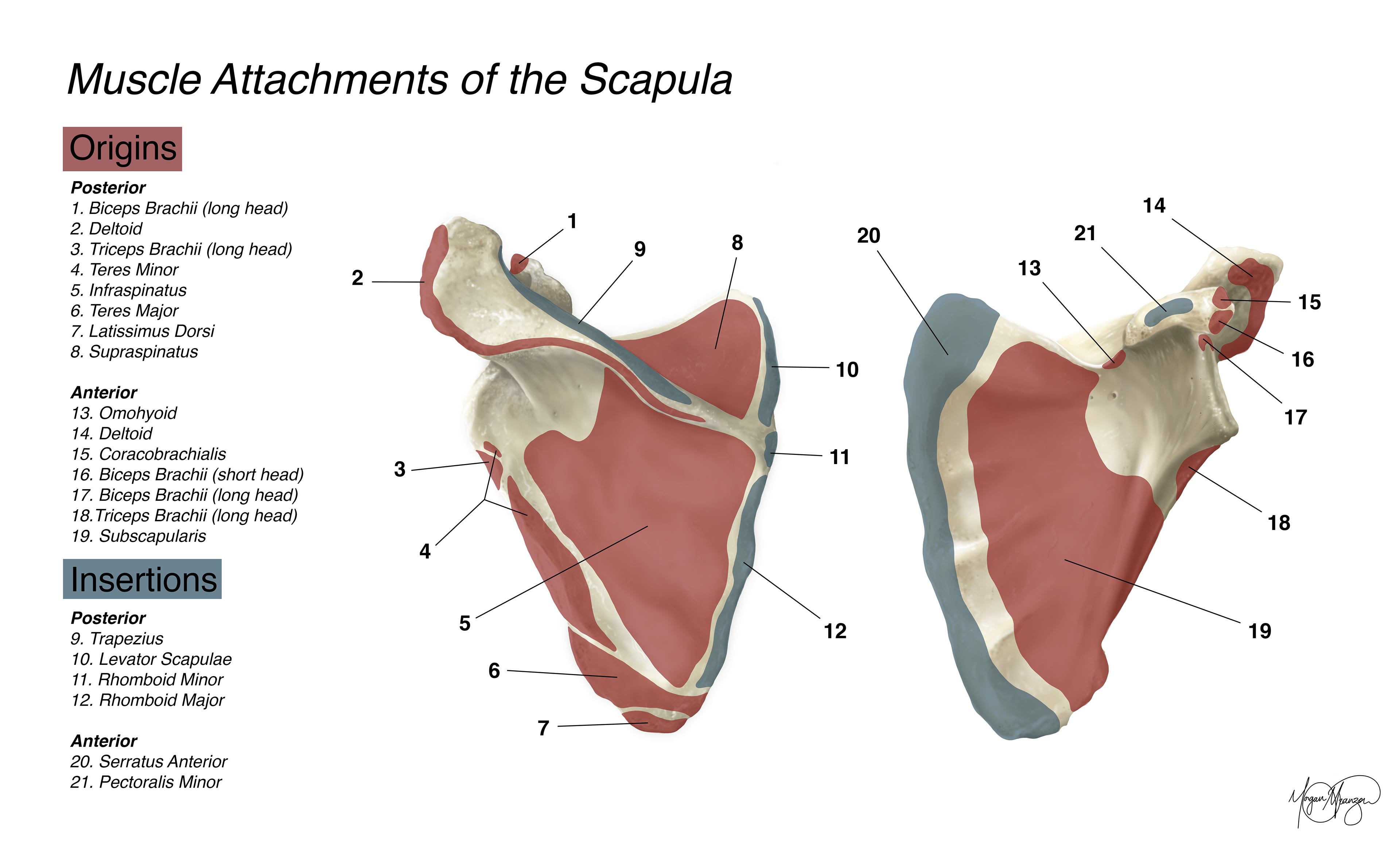 Muscle Attachments of the Scapula (Photoshop, 2025)