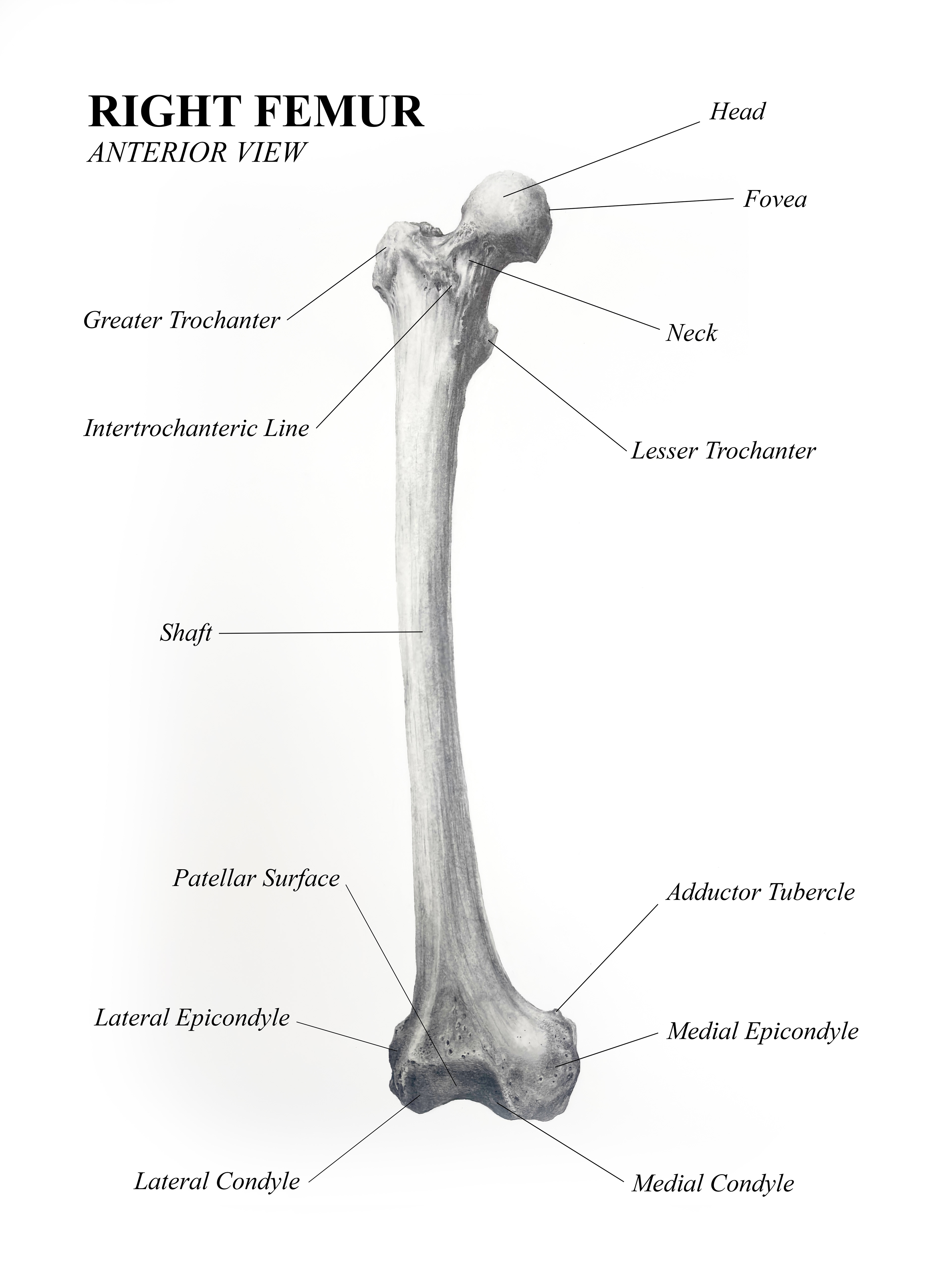 Anterior Femur Diagram (Carbon Dust and InDesign, 2025)
