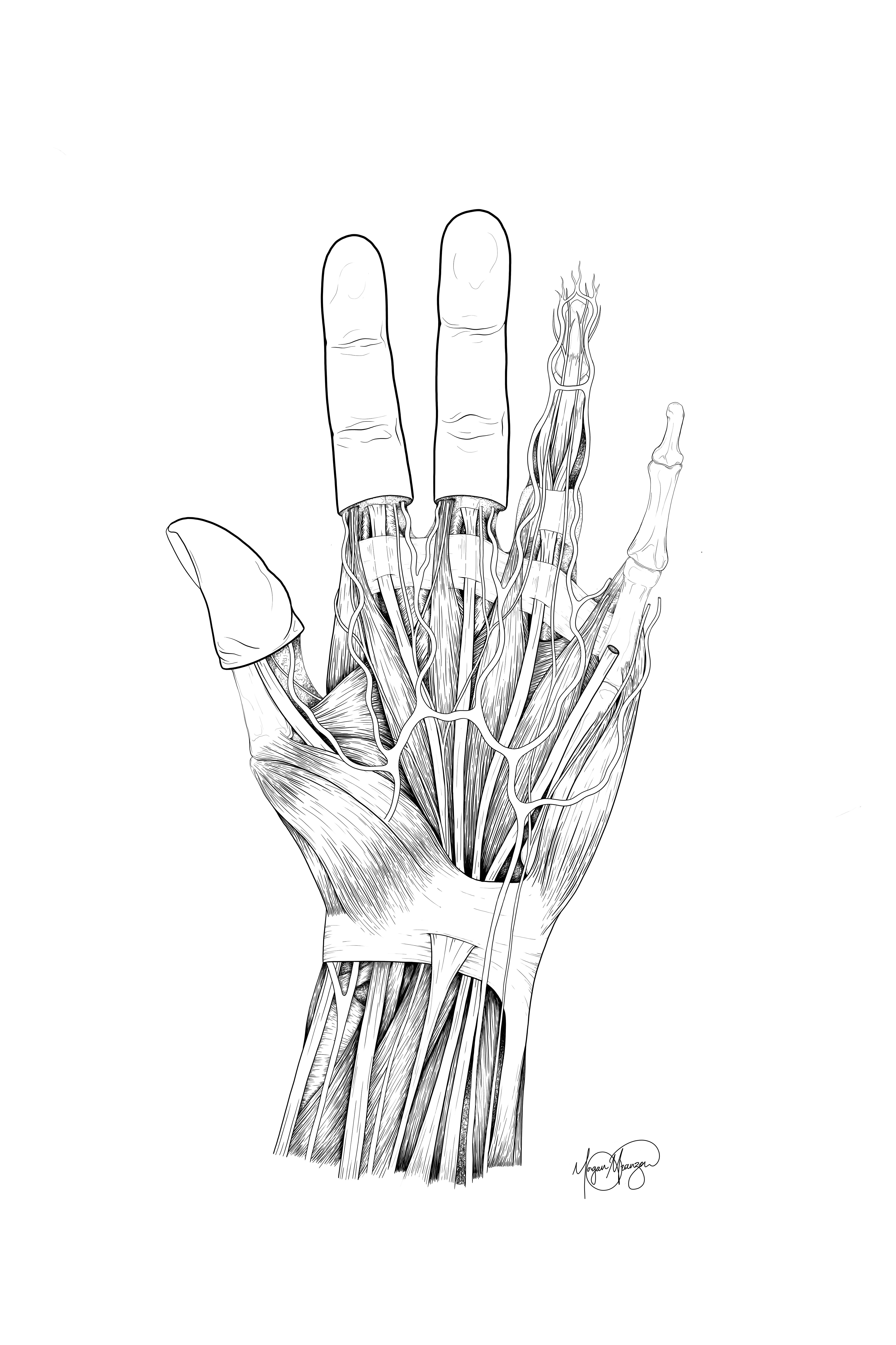 Anterior Dissection of the Hand (Photoshop, 2025)