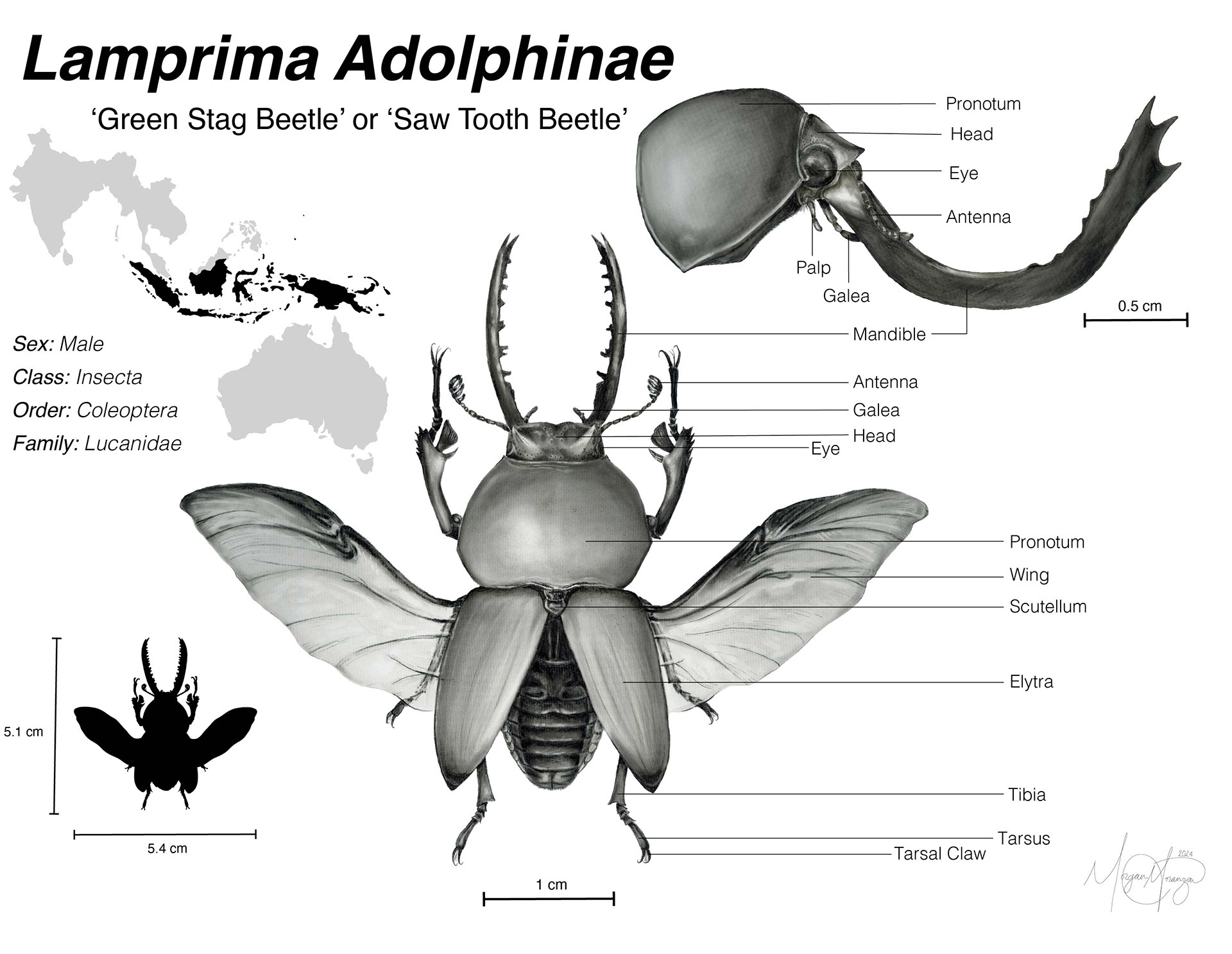 "Lamprima Adolphinae" carbon dust and photoshop
