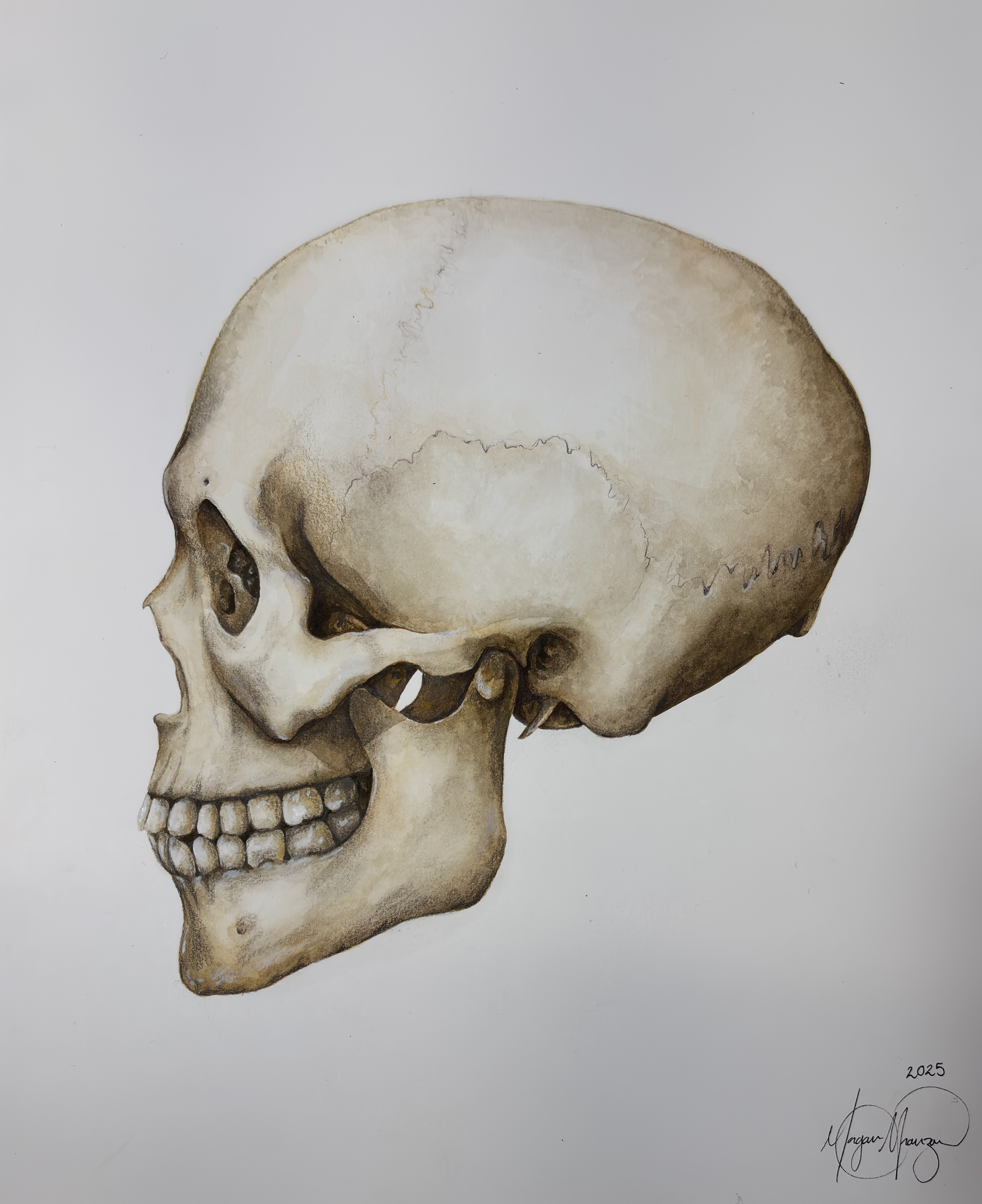 Watercolor Skull (Watercolor, 2025)