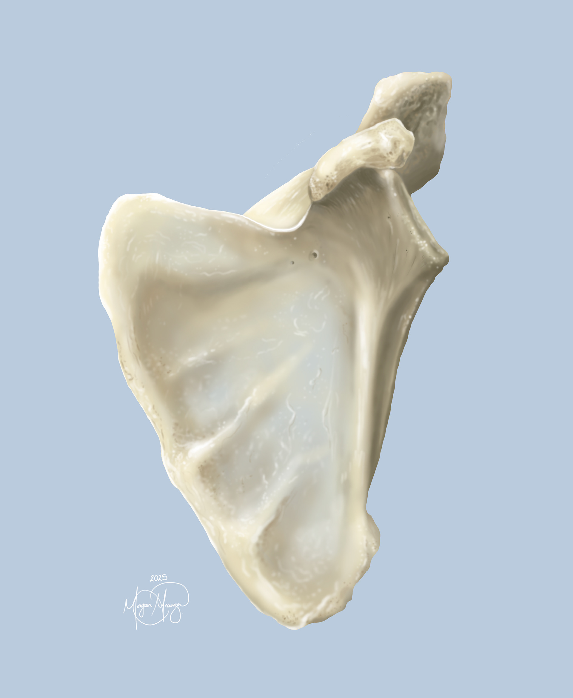Posterior Scapula (Photoshop, 2025)