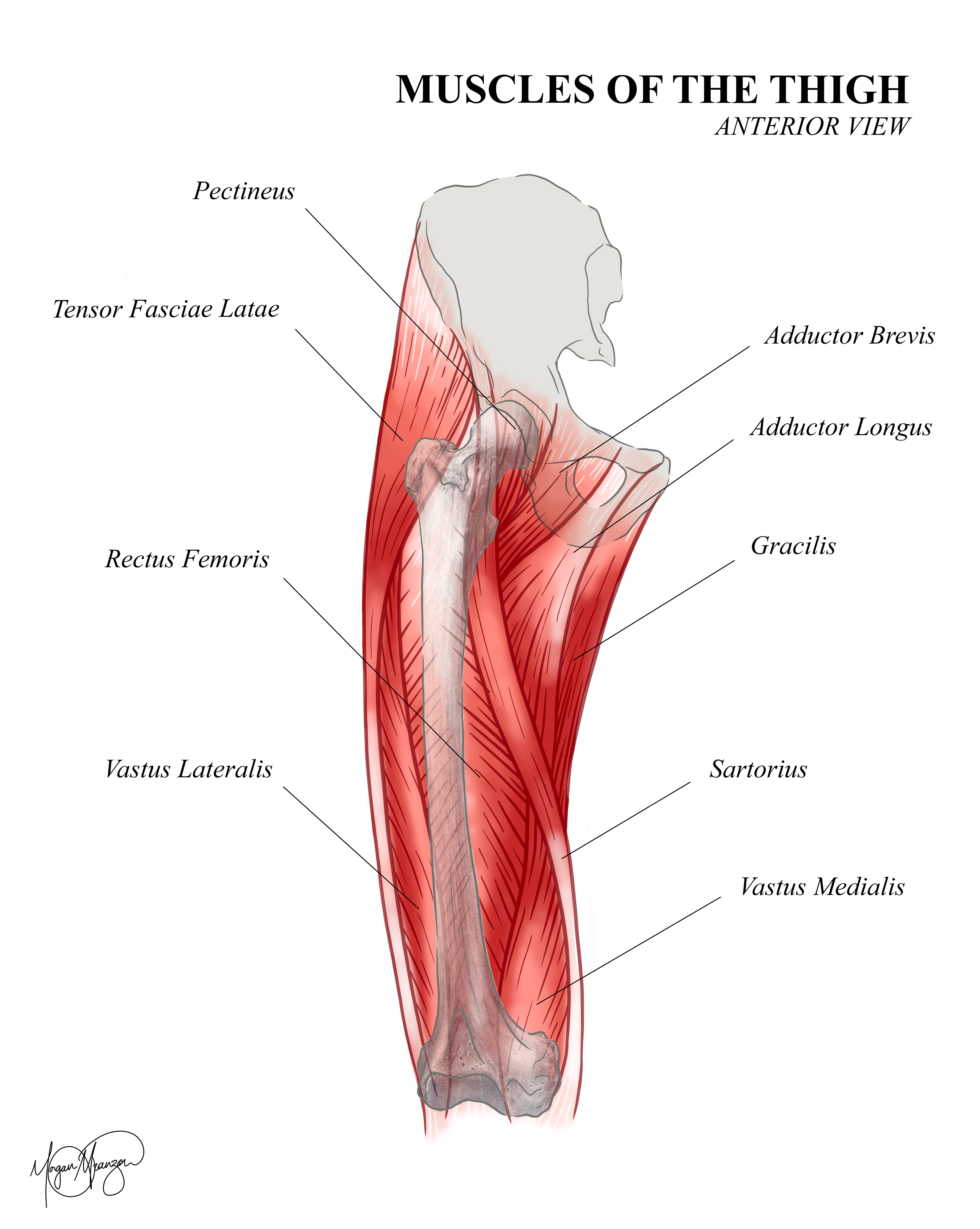 Muscles of the Thigh (Photoshop, 2025)