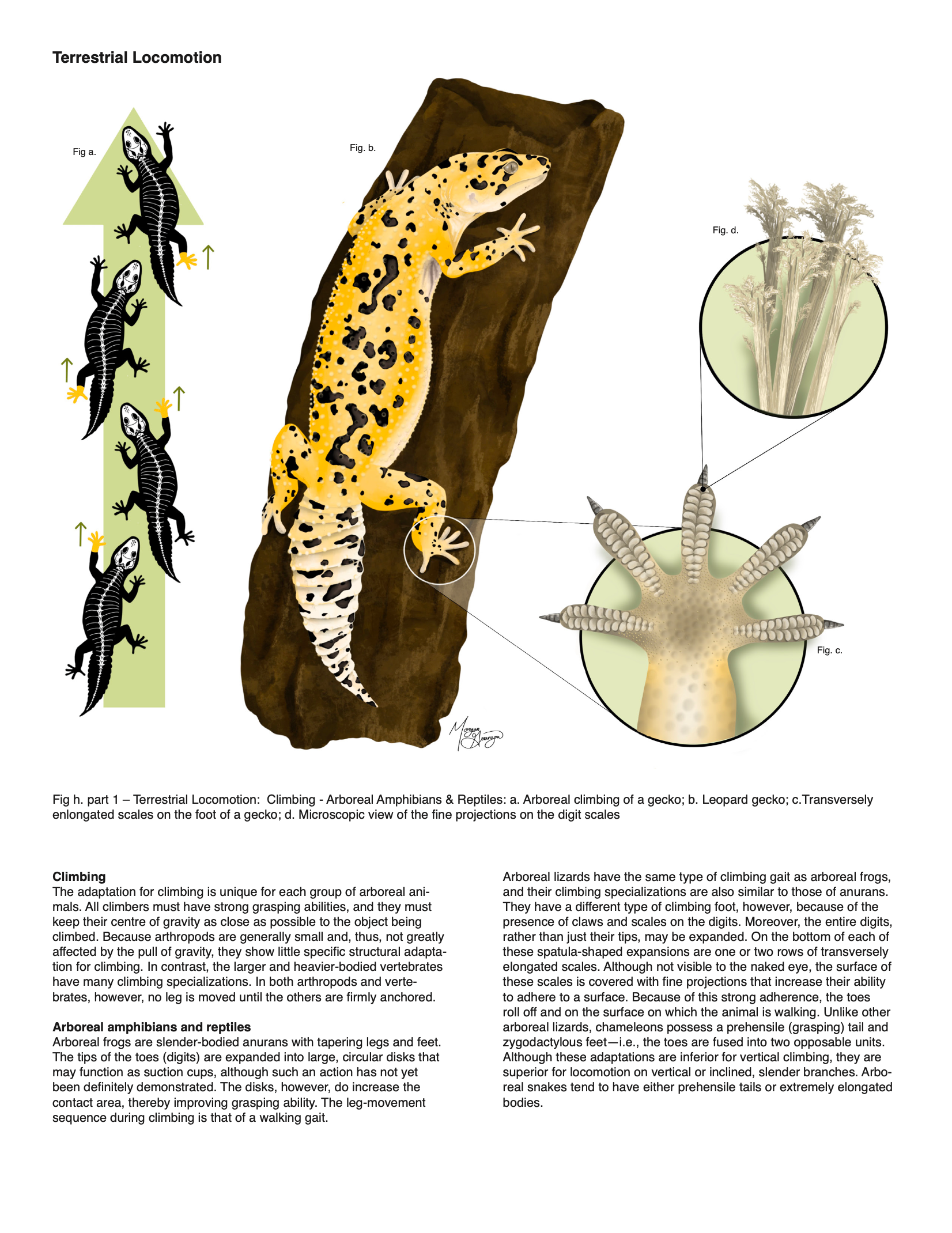 "Locomotion of a Gecko" Digital encyclopedia sample