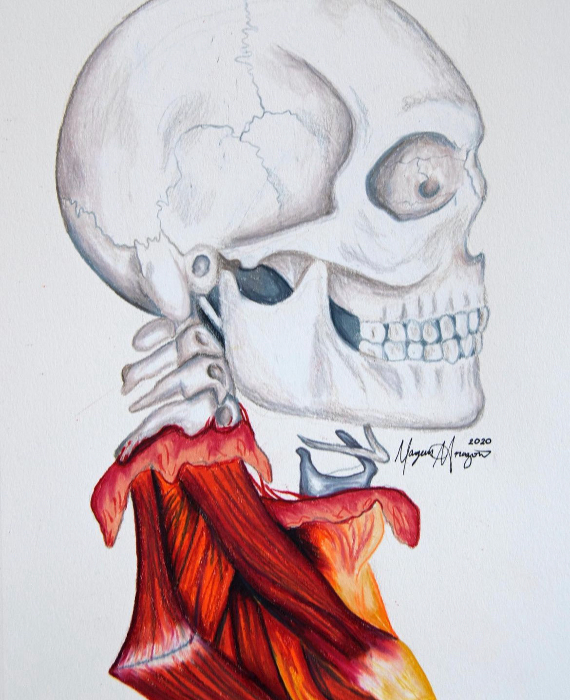 Muscle and Bone (2020)