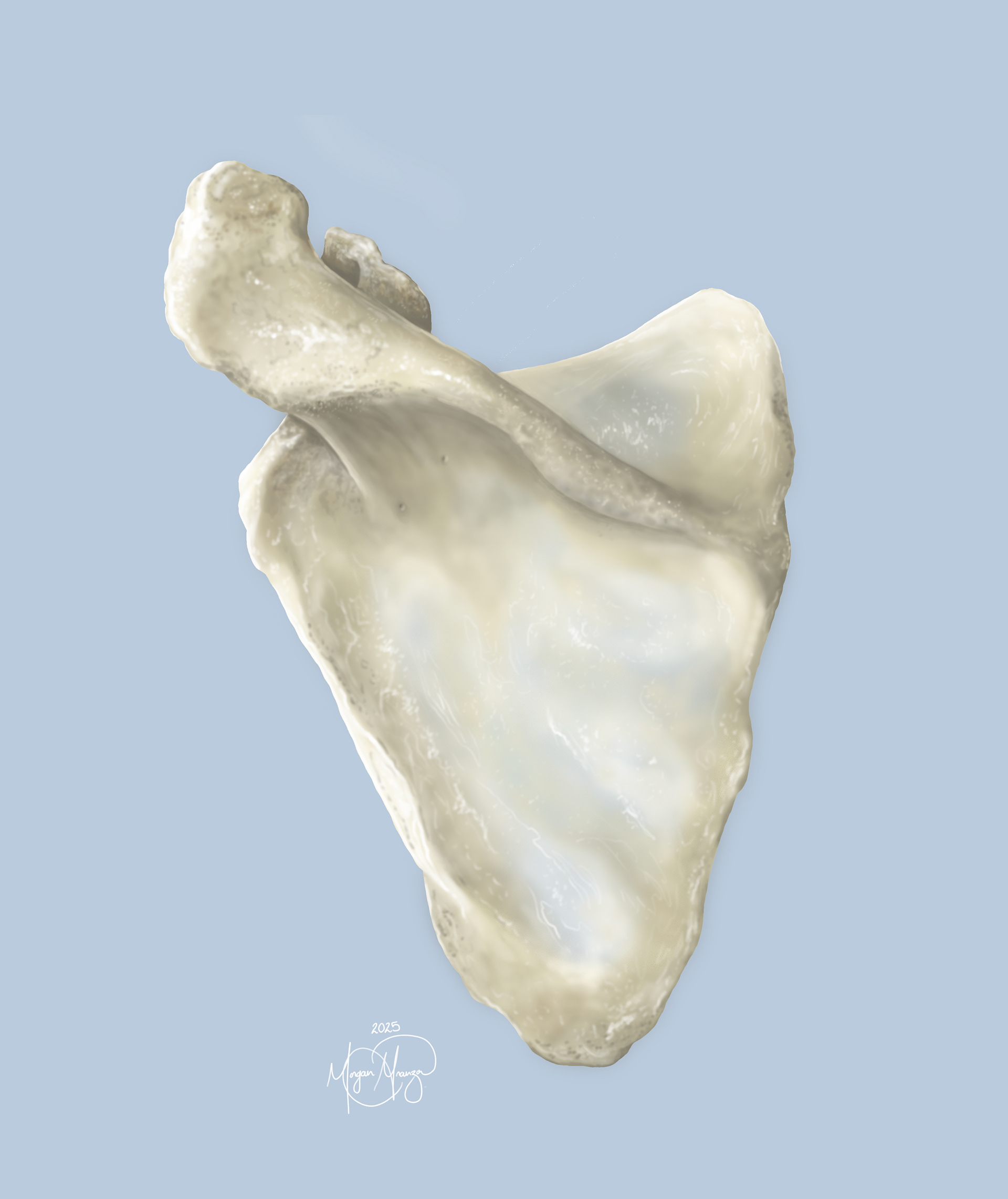 Anterior Scapula (Photoshop, 2025)