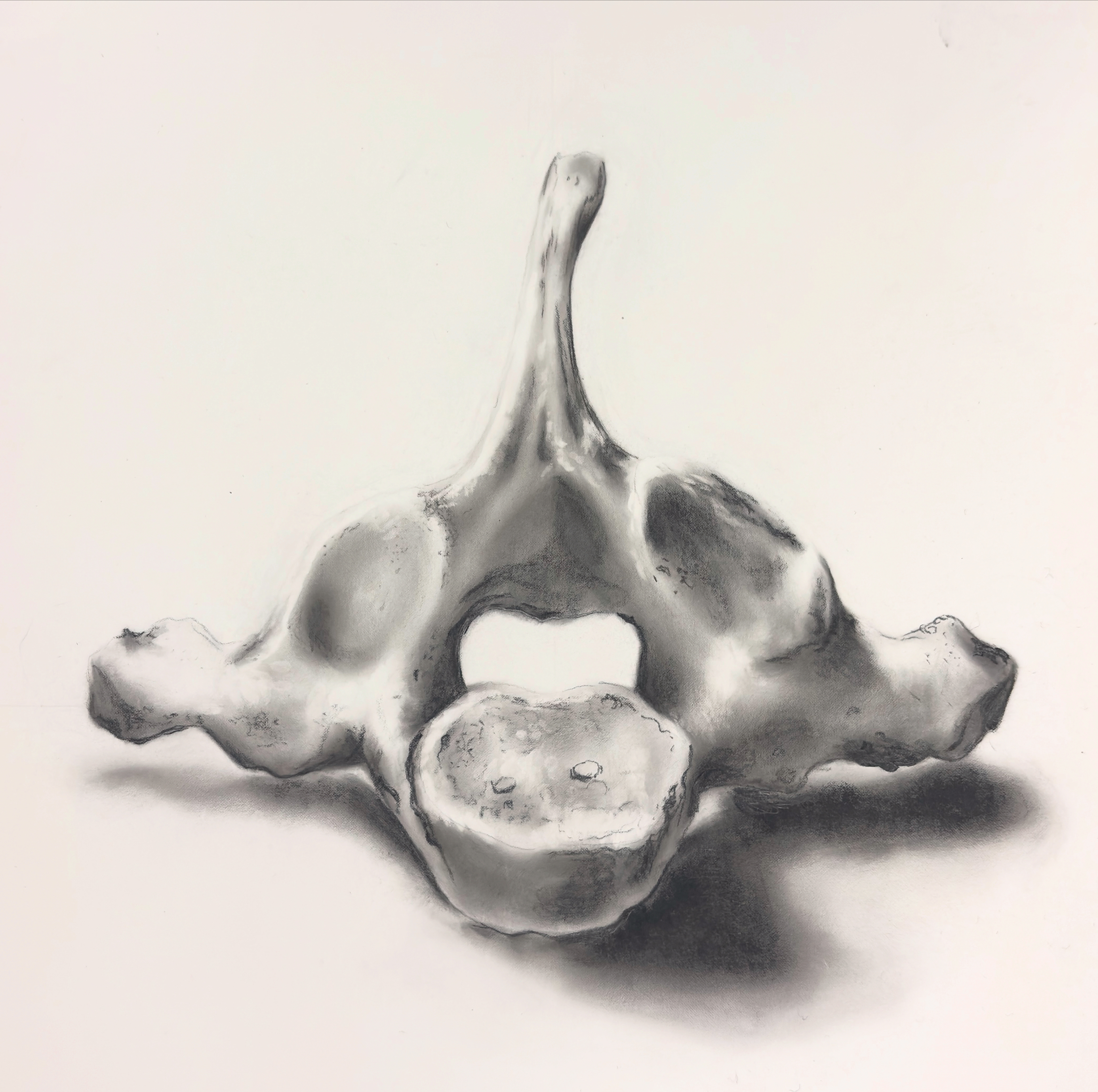 Carbon dust drawing of vertebrae from observation
