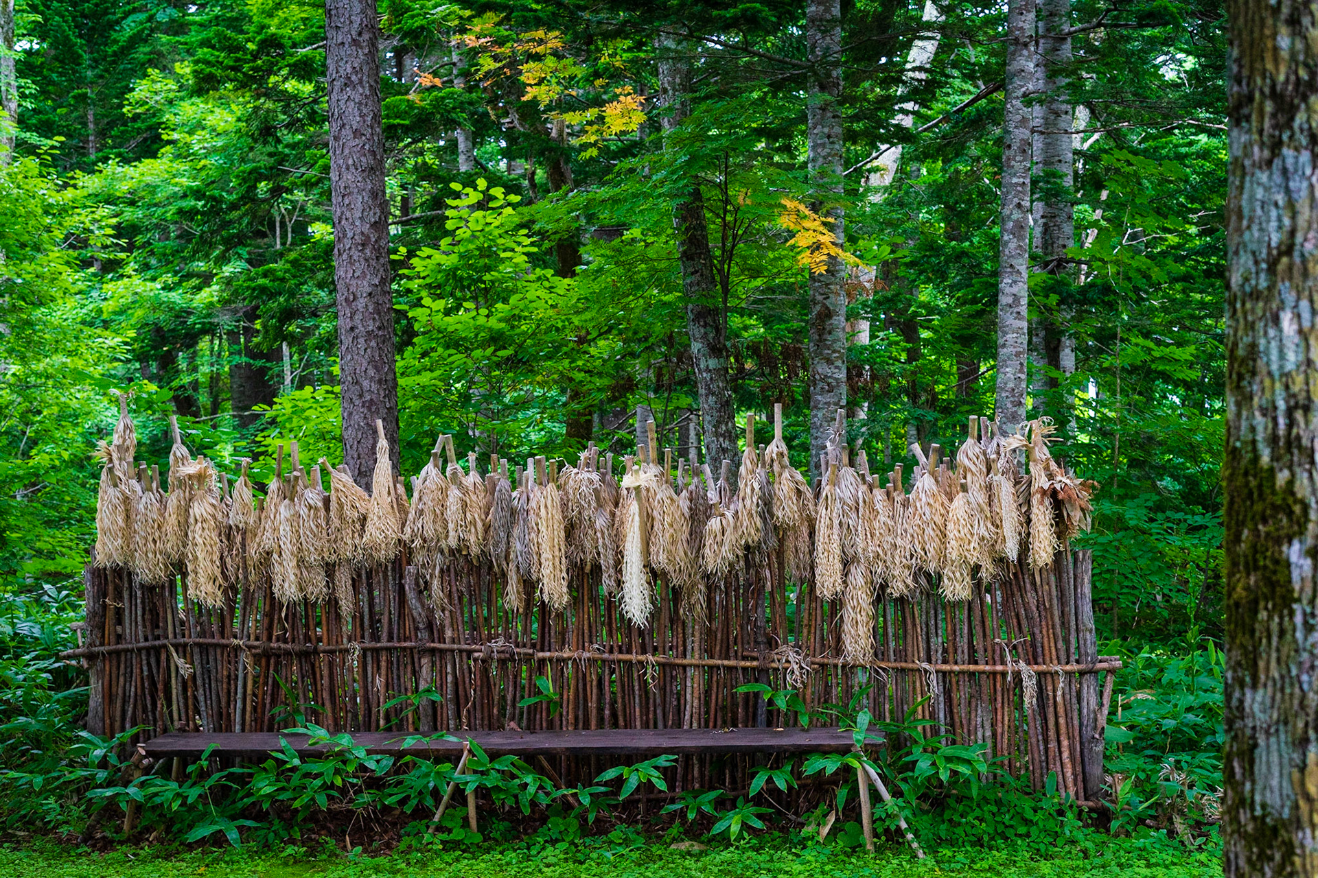 Lake Akan 2017

A ritual wood-shaving stick used in Ainu prayers to the spiritual world